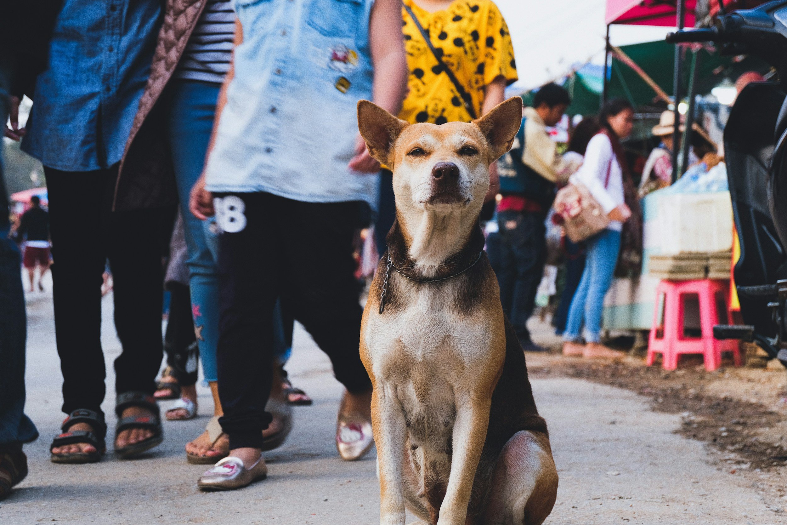 8th Annual Wags & Wheels Fundraiser
