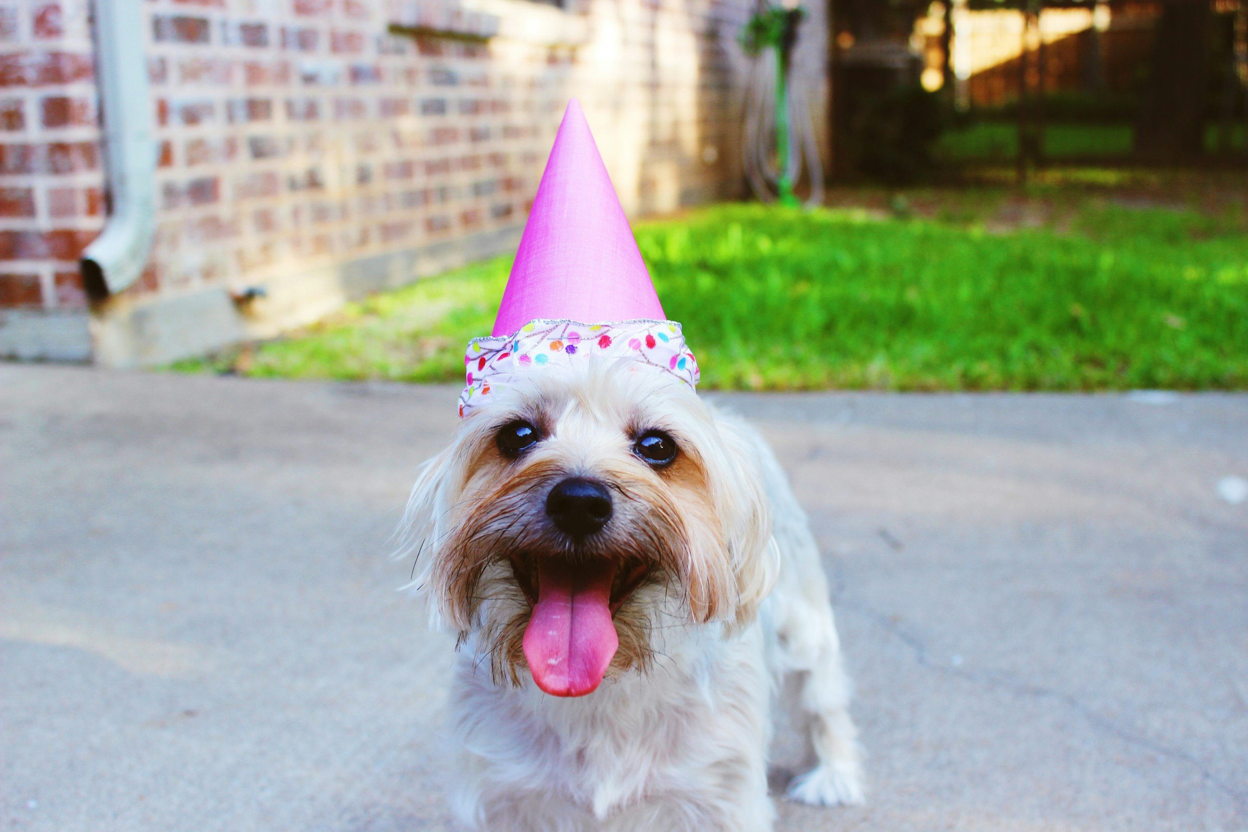 Nebraska Humane Society's 150th Birthday Celebration