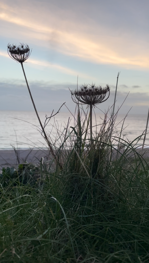 South West Coast Path sunset with winter flower seed heads, South Hams, Devon.