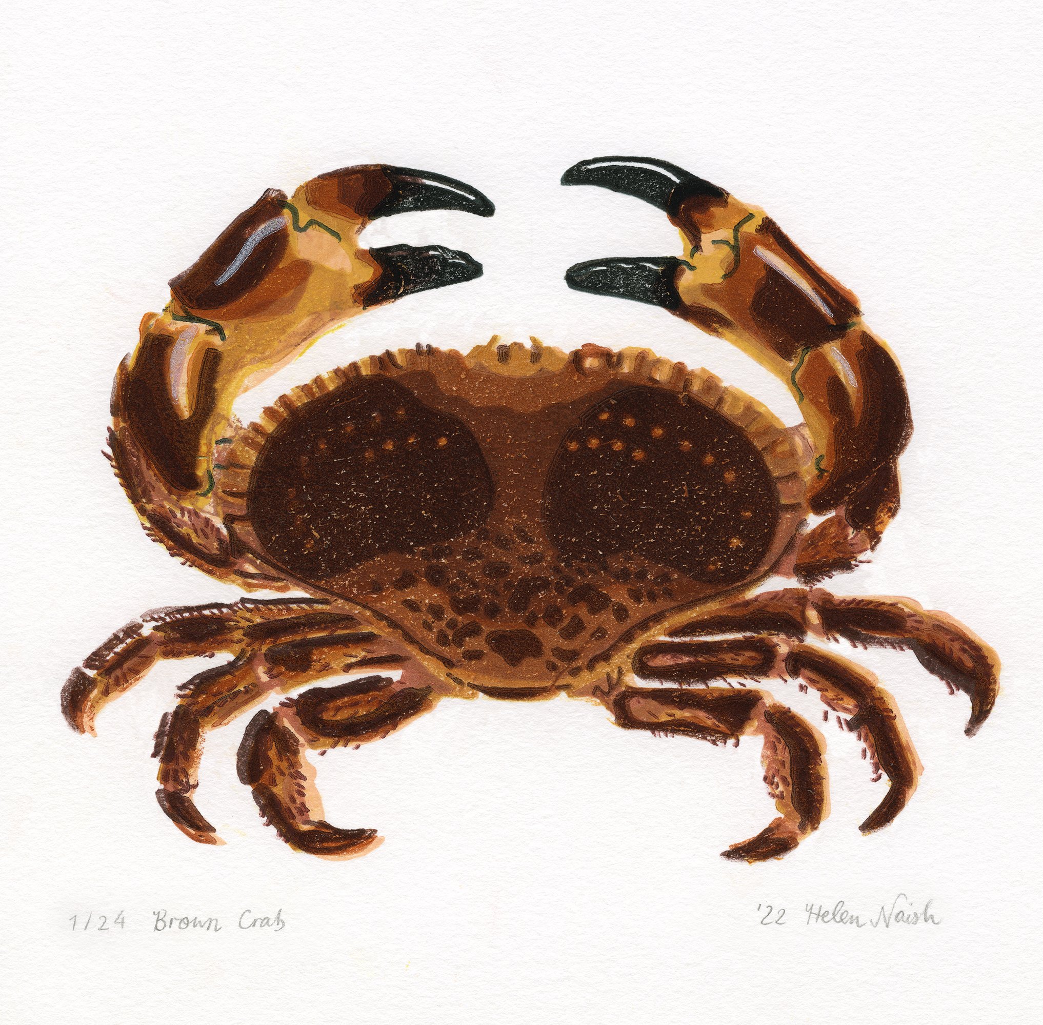 Brown Crab (Cancer pagurus)