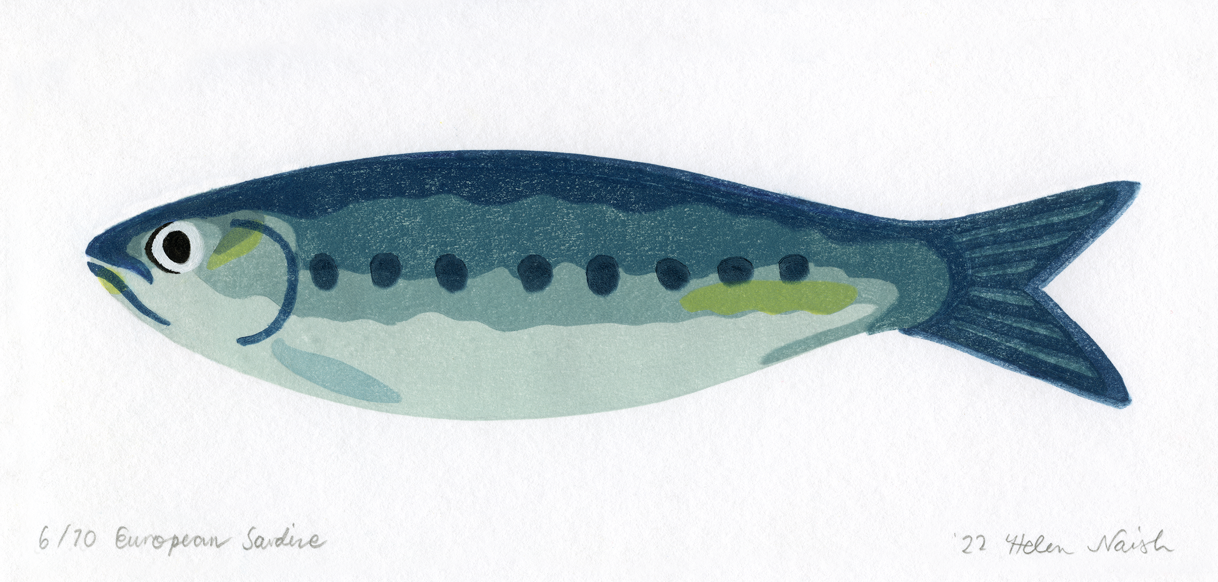 European Sardine (Sardina pilchardus)