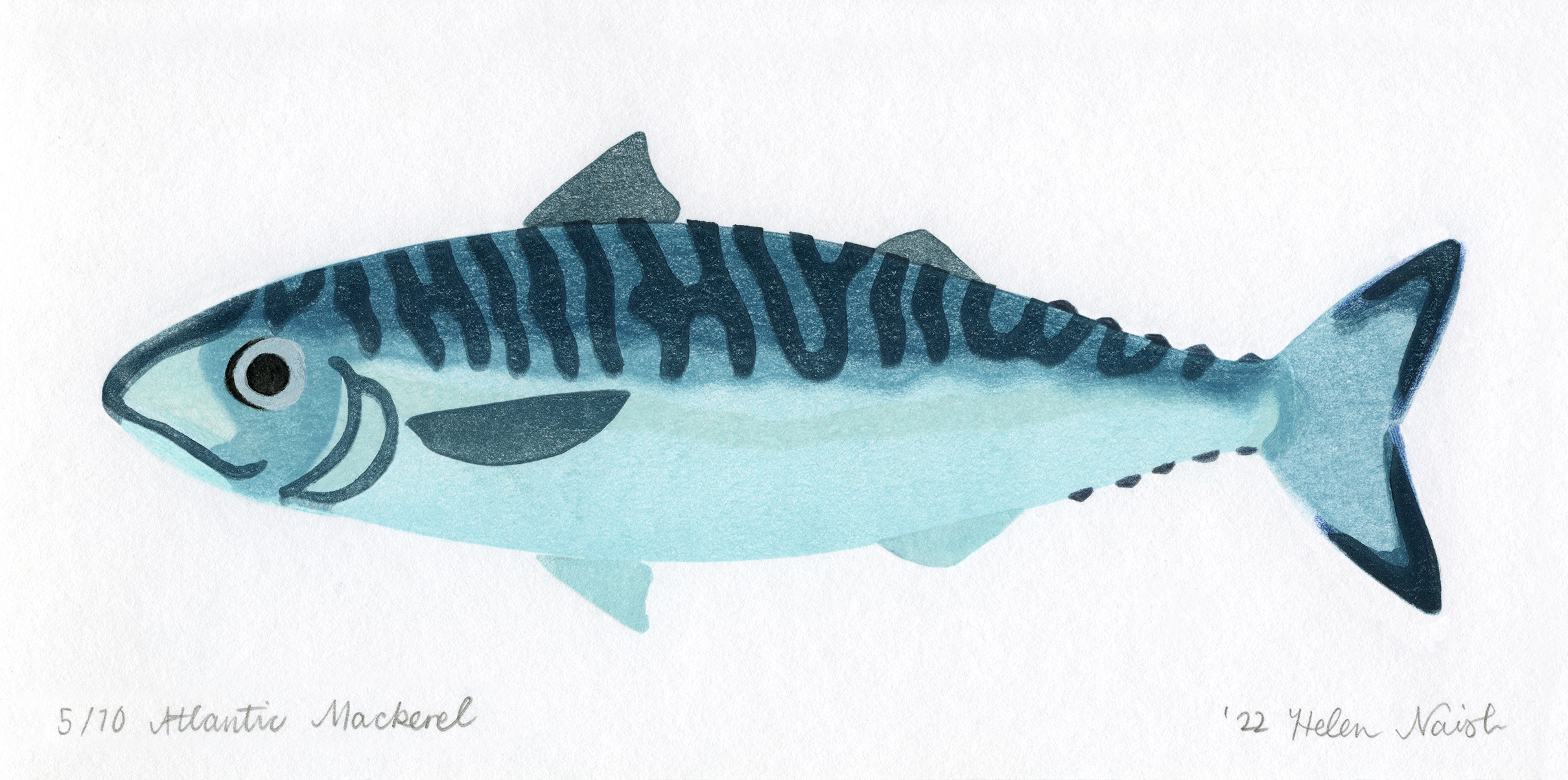Atlantic Mackerel (Scomber scombrus)