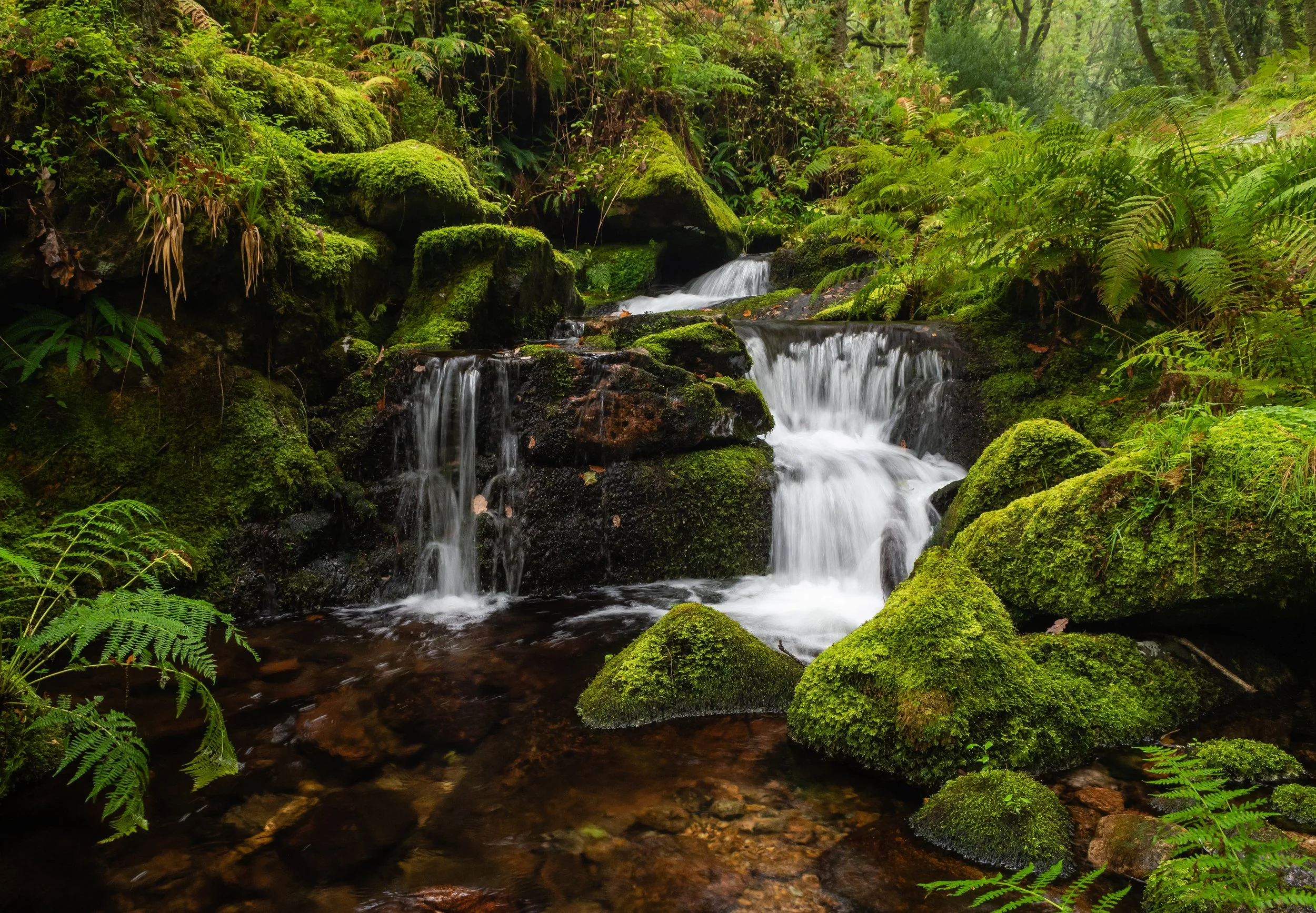 Little Cascade hidden away deep in a Dartmoor woodland