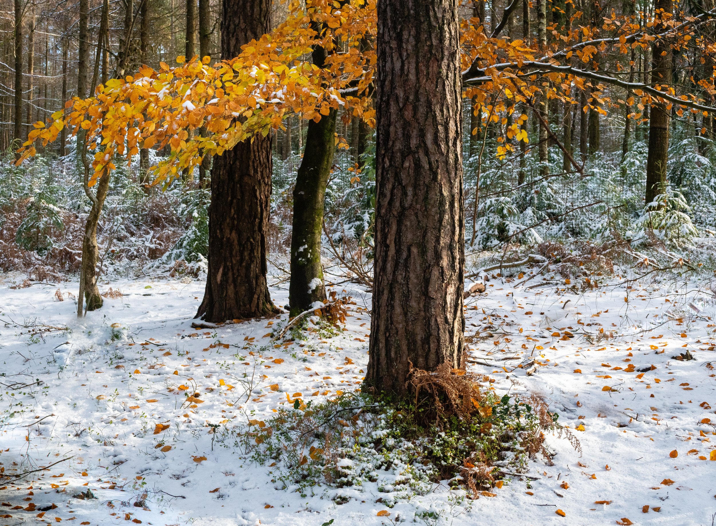 A defiant splash of Autumn colour, Haldon Forest Devon.