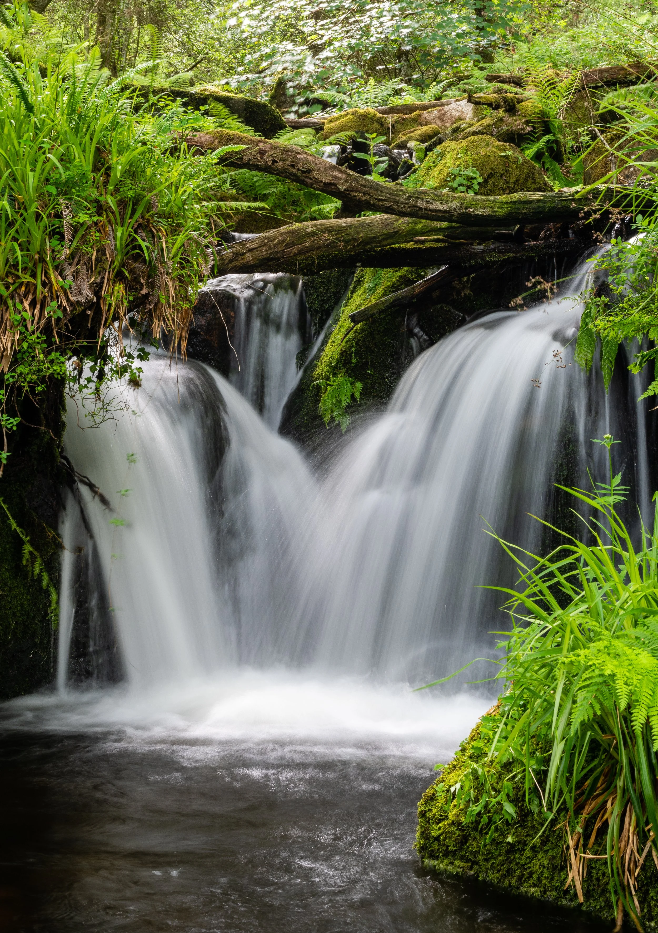 Woodland river in Dartmoor National Park