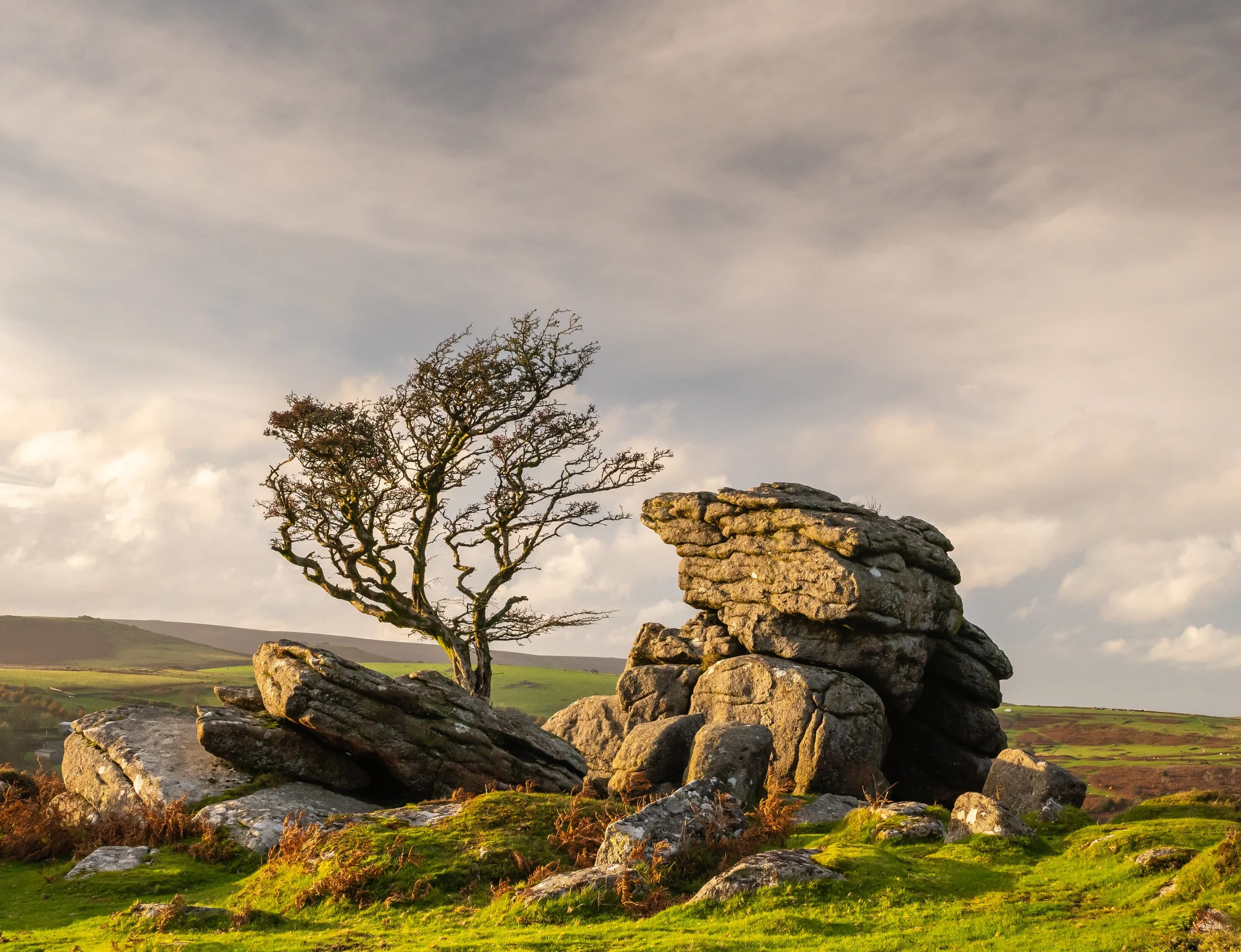 Lone tree at Emsworthy Rocks