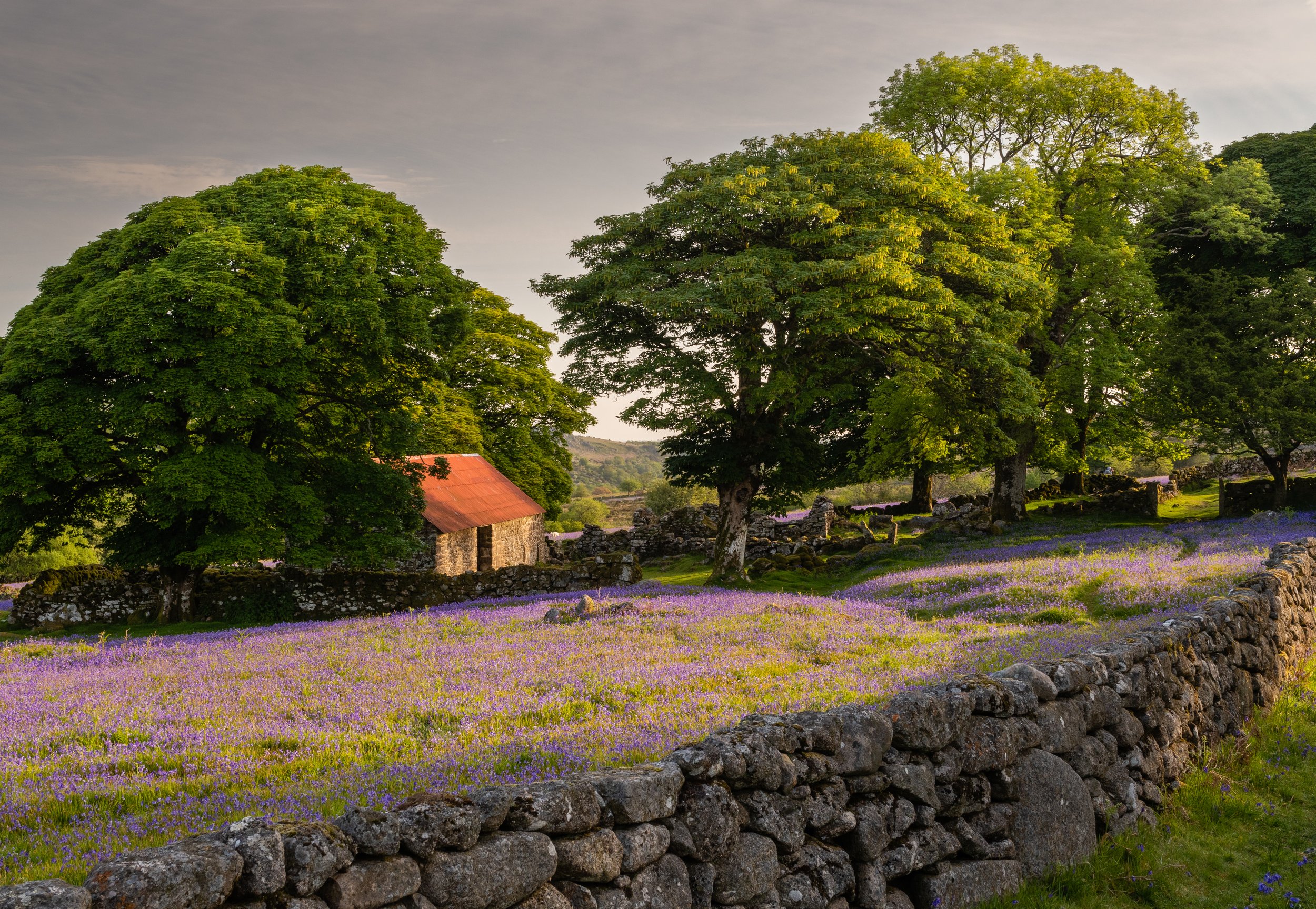 Emsworthy Mire, Dartmoor National Park