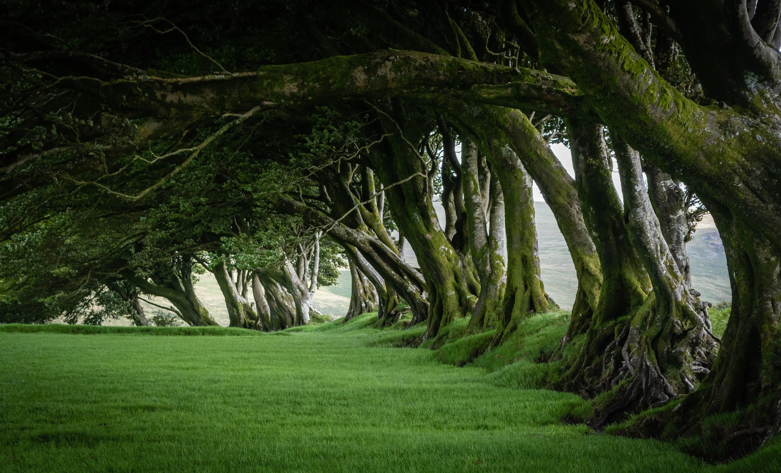 Windswept trees Dartmoor National Park
