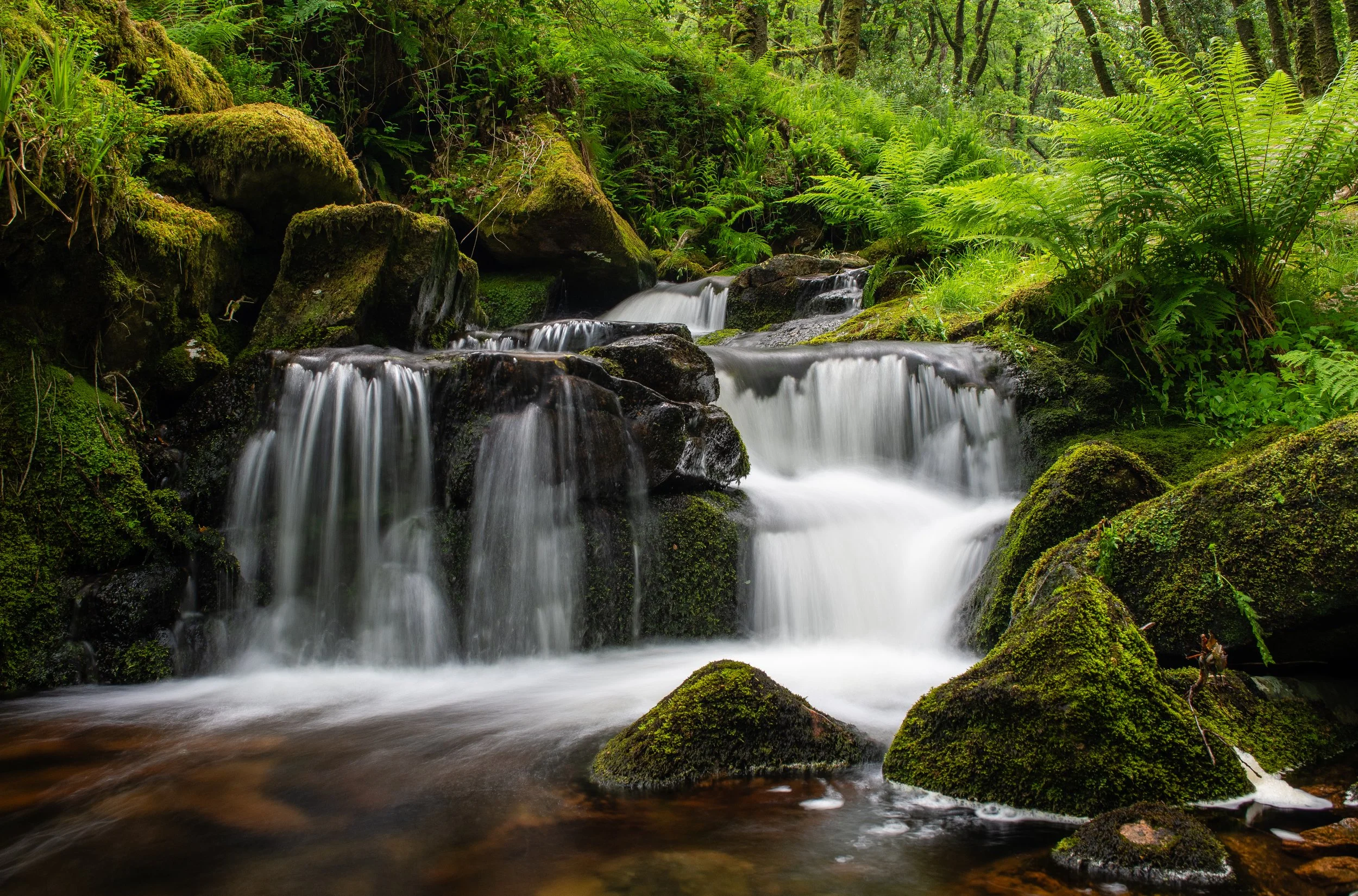 Woodland river in Dartmoor National Park