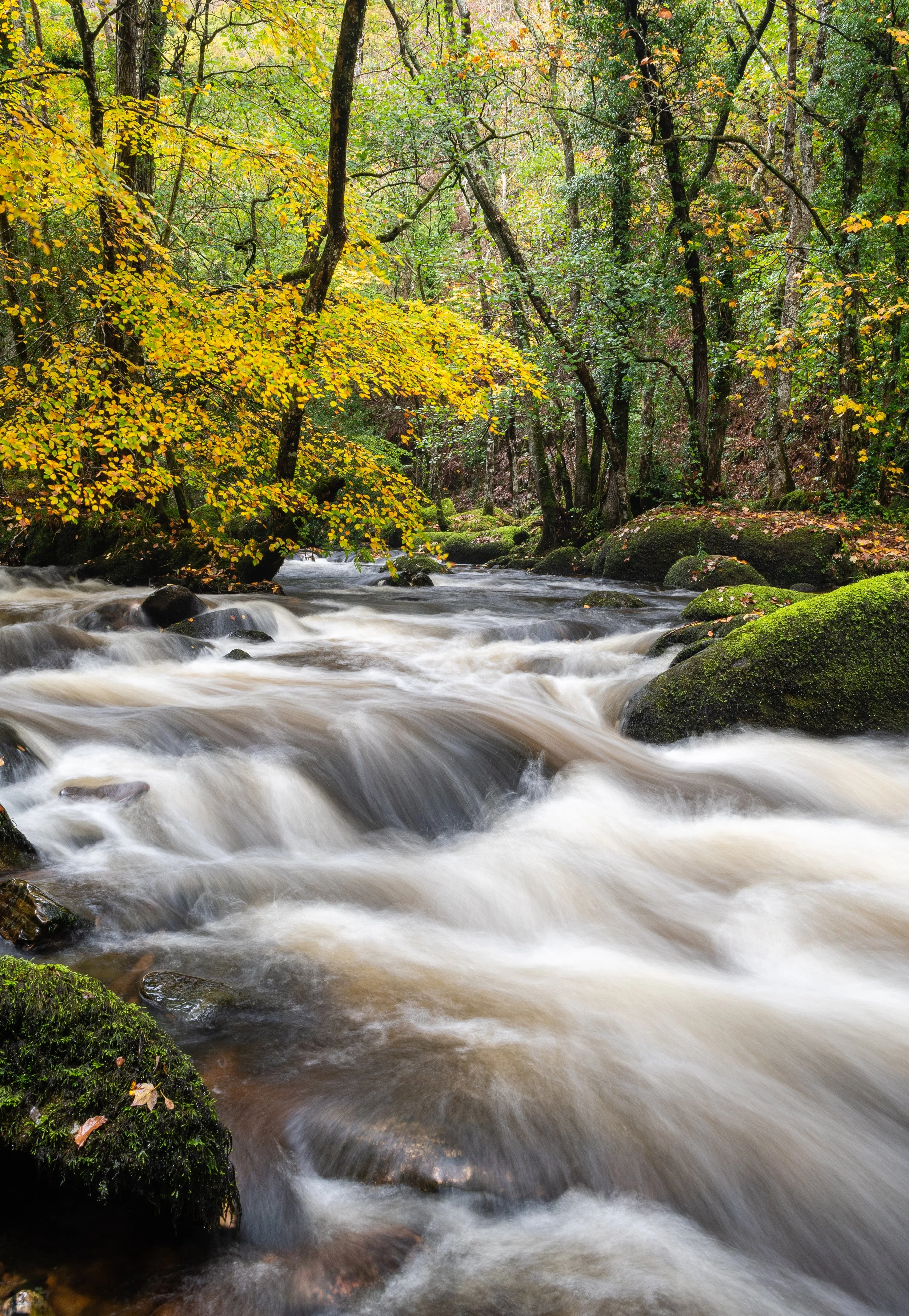 Beautiful Autumn colours on the river Teign , Dartmoor National Park.