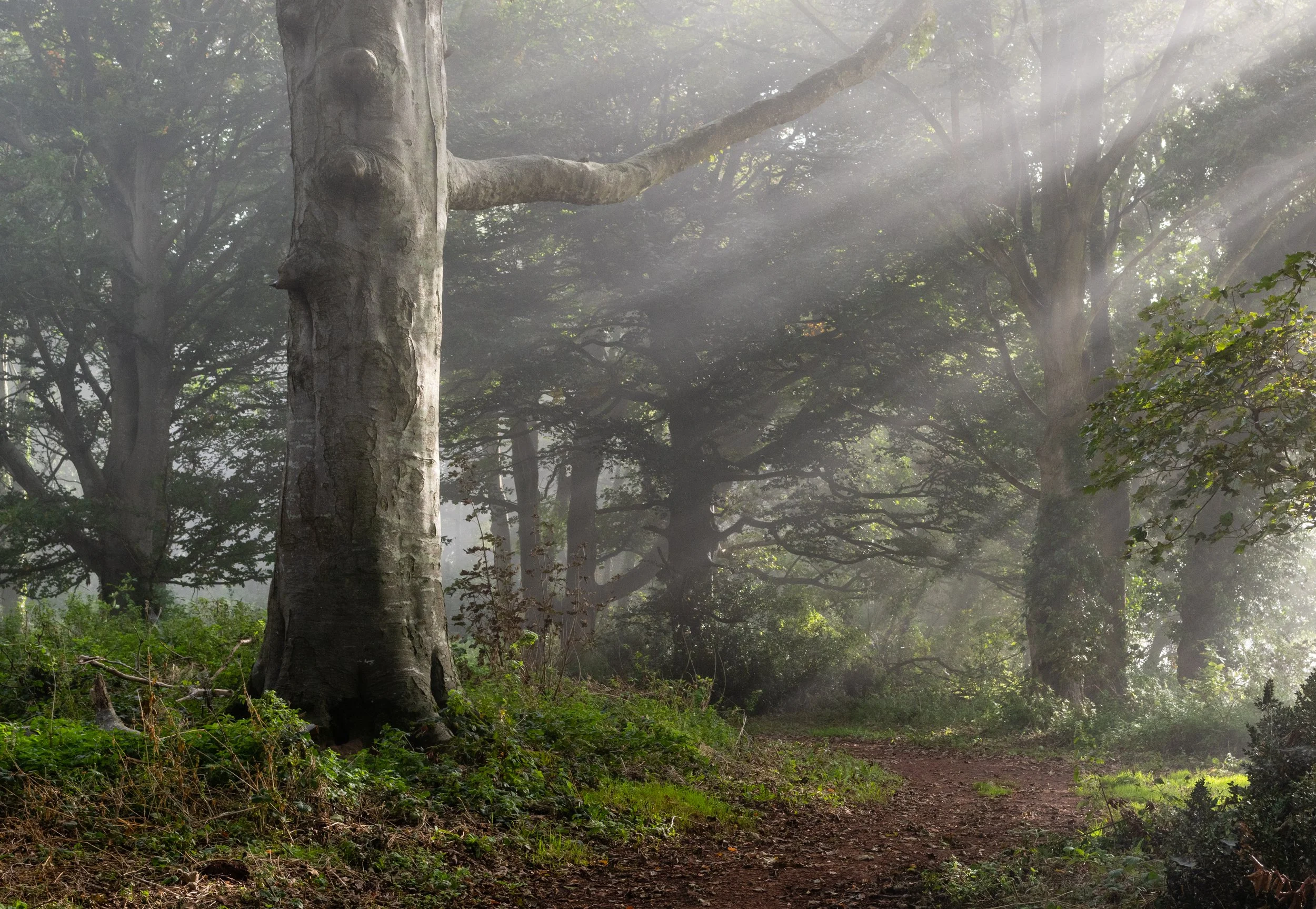 Early morning mist and sunlight, Killerton, Devon.