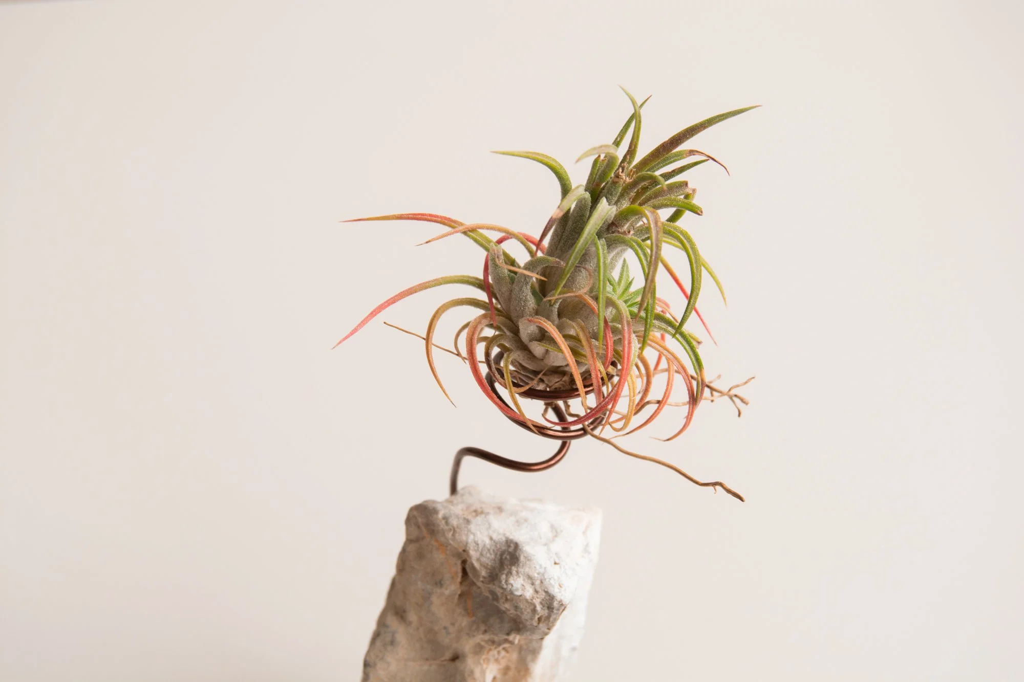 Tilland stone_YLH_3.jpg