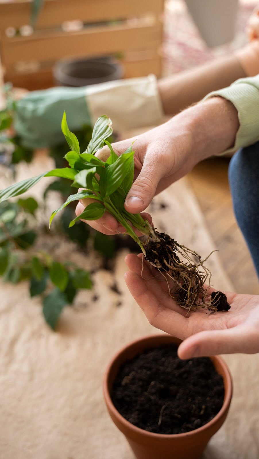 GRAN VENDA DE PLANTER
Del 13 - 17 de maig
Carrer Riera de Tena, 3 (Barcelona)
🌱Vols començar el teu hora a casa? Et falten planters, terra o inspiració? 🌱
Torna la primavera al barri i a Bridepalla LAB organitzem un pop-up de plante