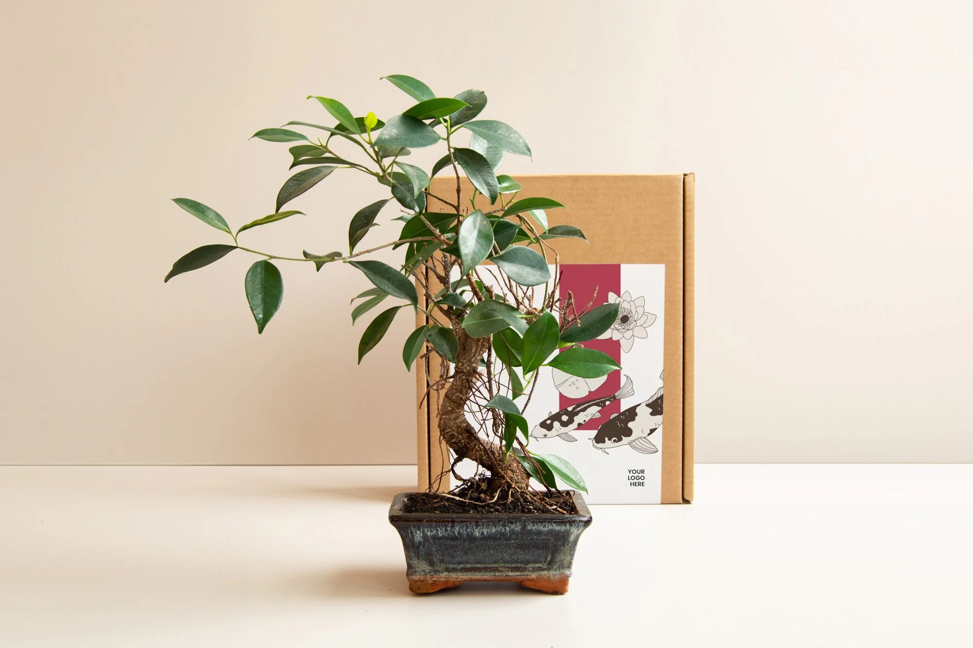 Bonsai_YLH_1_web.jpg