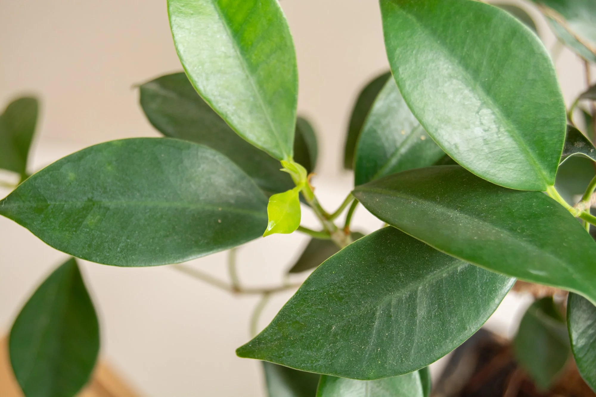 Bonsai_blanco_4_web.jpg