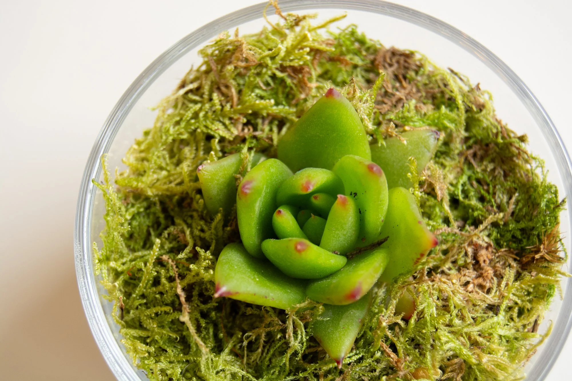Terrari zurito_YLH_4_web.jpg
