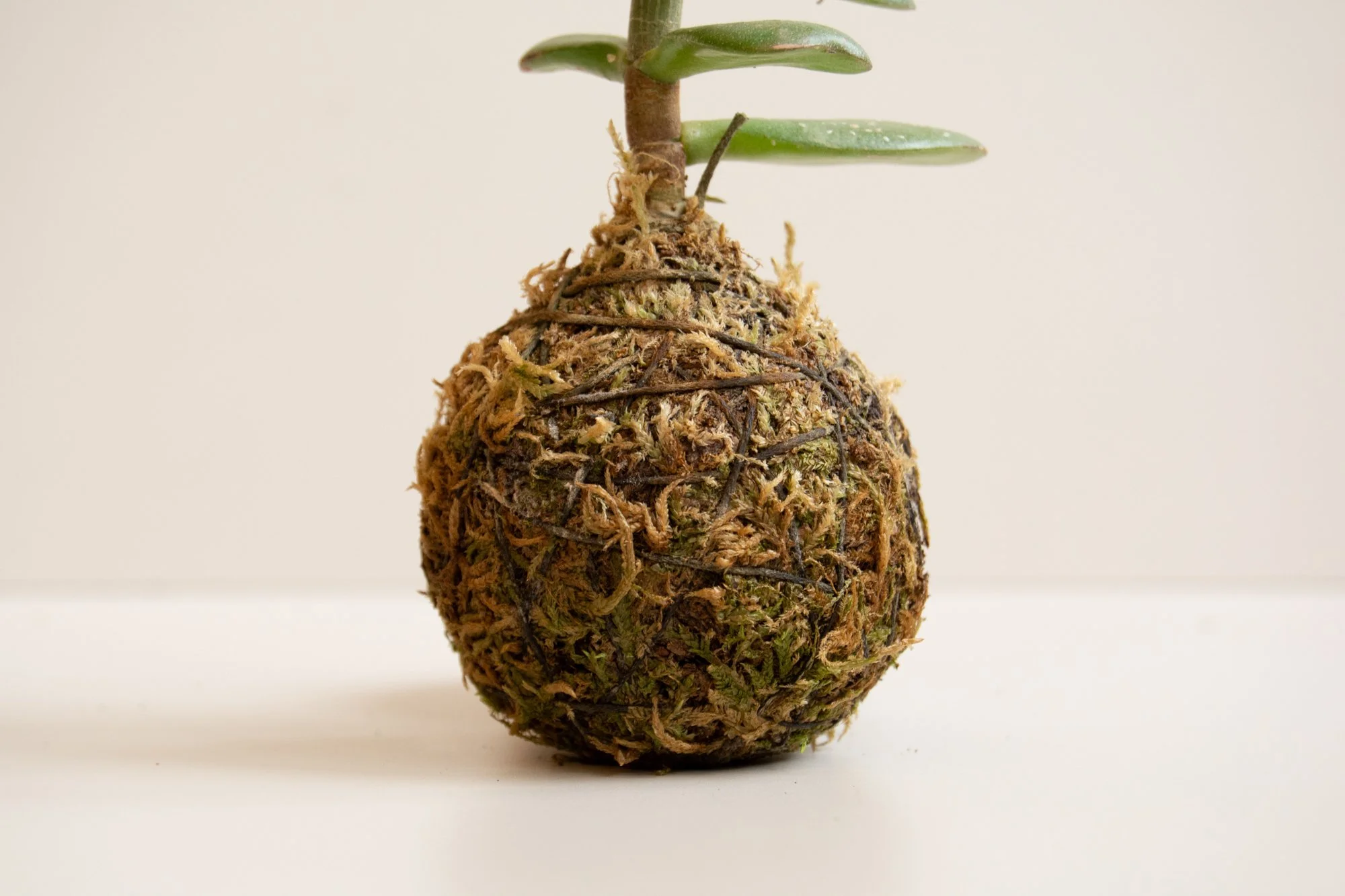 mini-kokedama_2_web.jpg