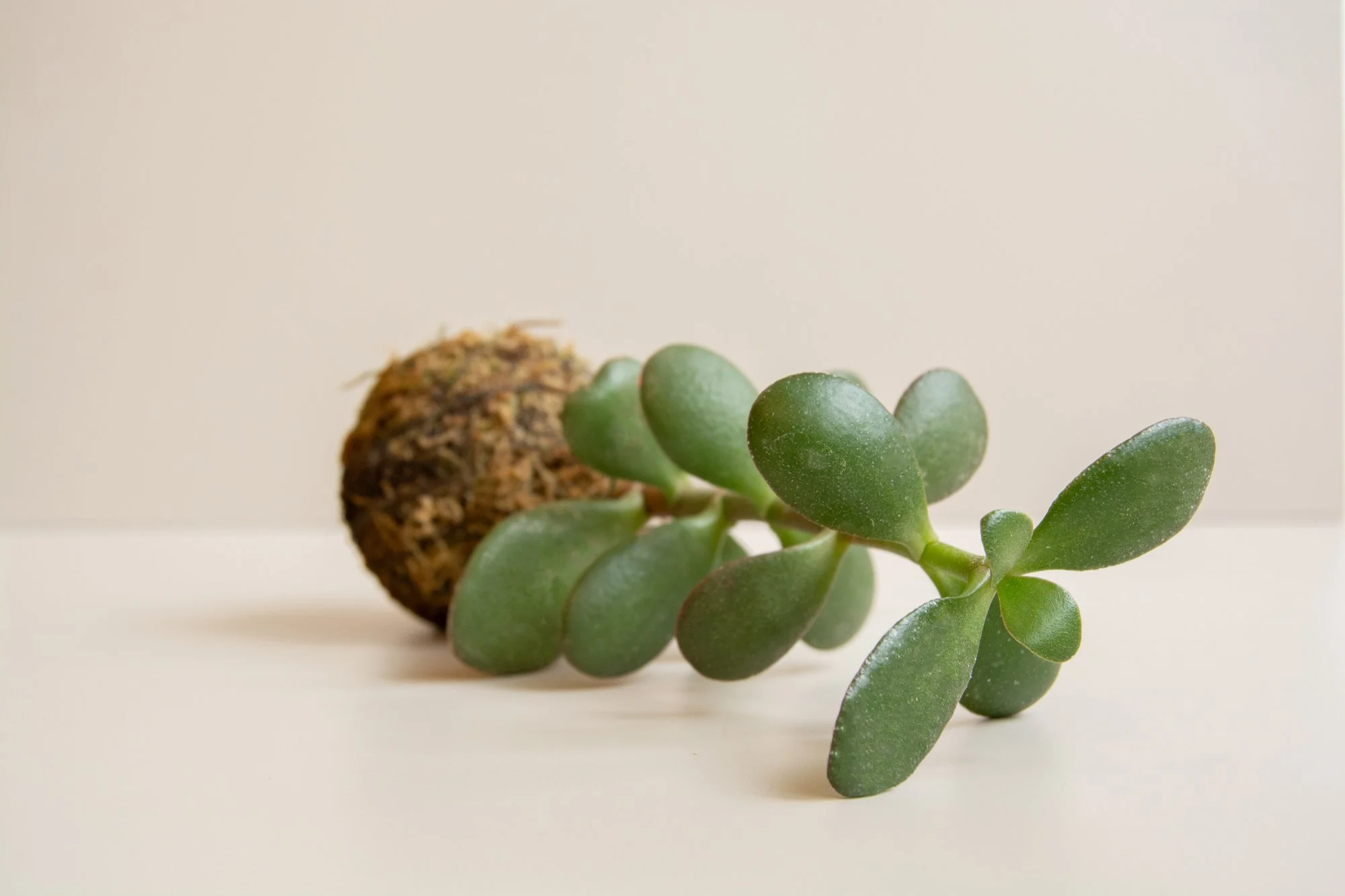mini-kokedama_6_web.jpg
