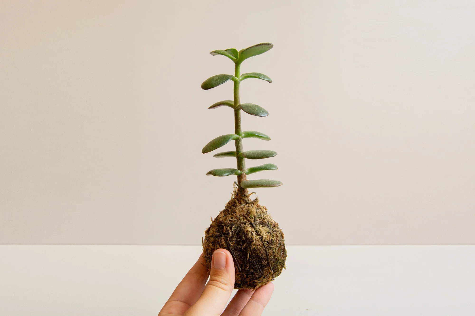 mini-kokedama_8_web.jpg