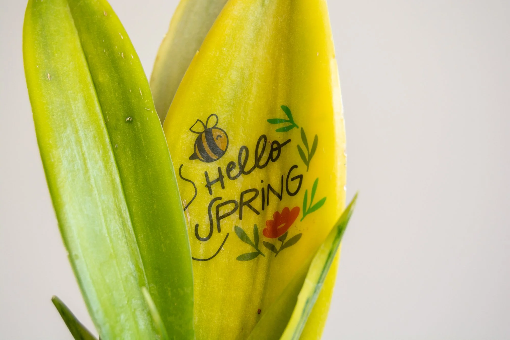 Tattoo_Sansevieria_blanco_5_web.jpg