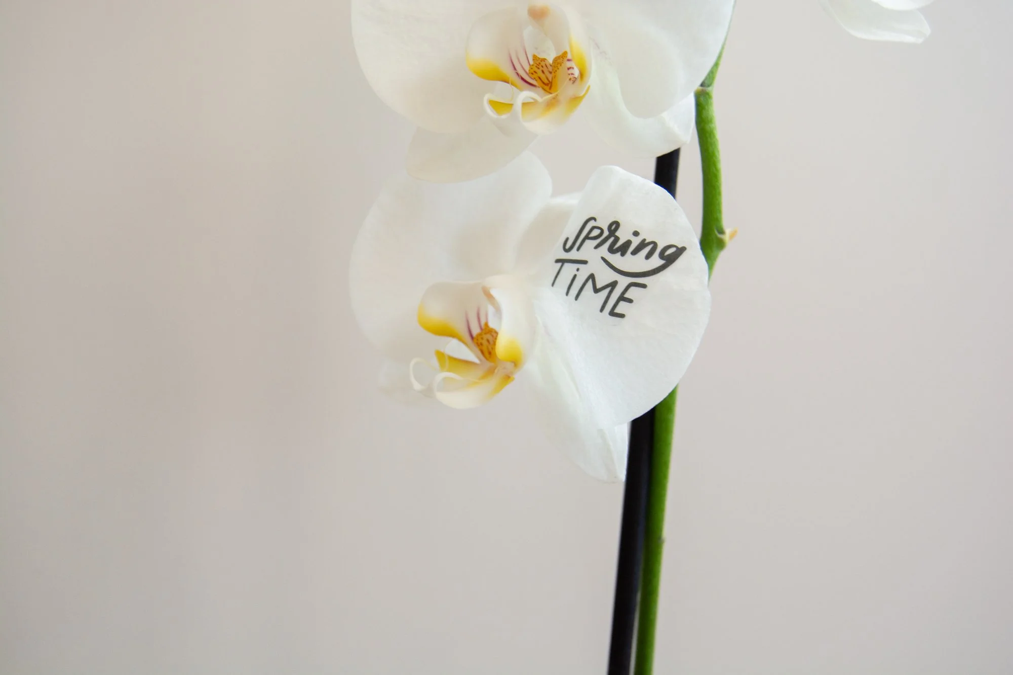 Tattoo_orquídea mini_YLH_2_web.jpg