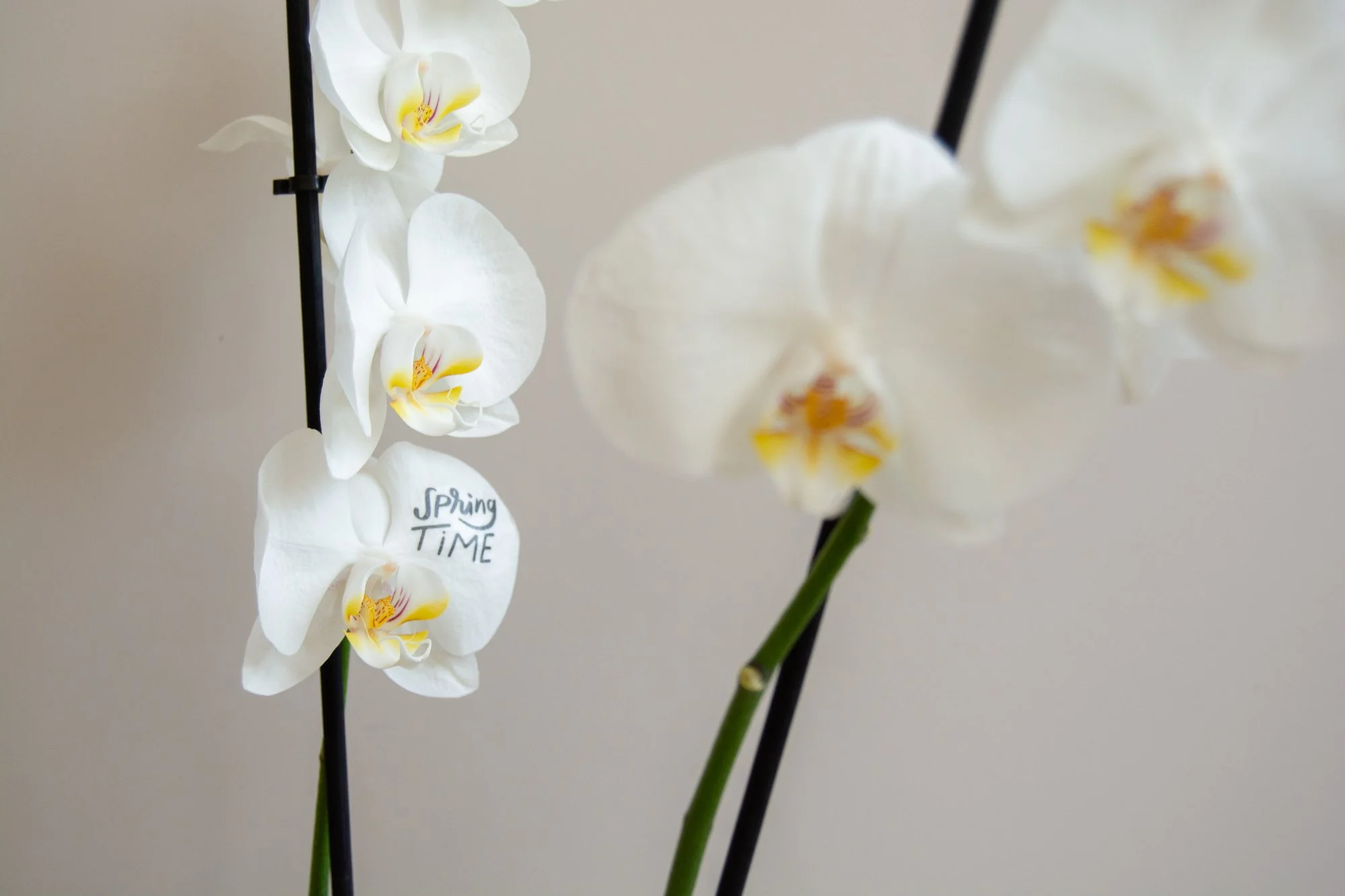Tattoo_orquídea mini_YLH_4_web.jpg
