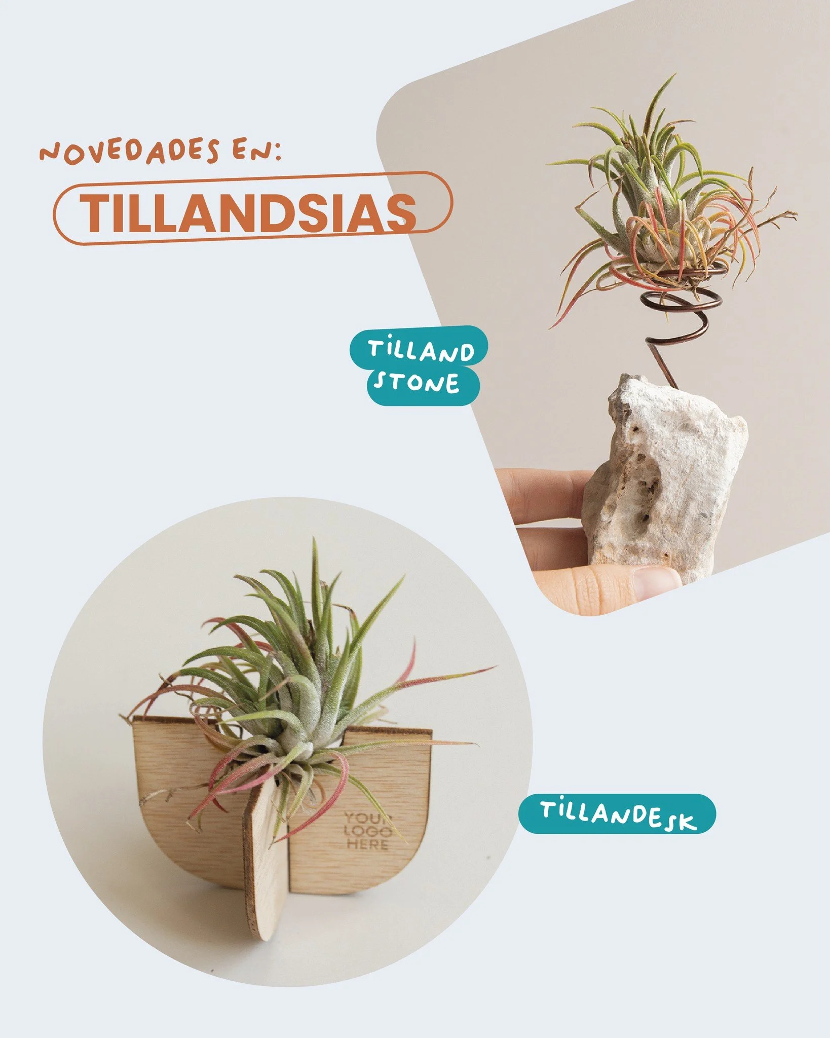 Novedades en Tillandsias. Si eres un #dummie de las plantas, las #plantasdelaire son lo tuyo. No necesitan tus cuidados. Ellas te los dan a ti. Mira nuestro nuevo catálogo y adelántate a los amigos invisibles, los congresos otoña