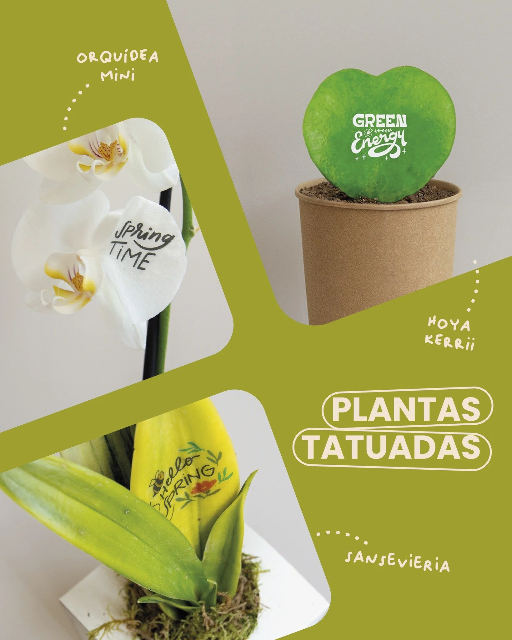 ¿Has visto nuestras plantas con mensajes en sus hojas? ¿Quieres personalizarlas? ¡Ese amigo invisible lo va a flipar!
