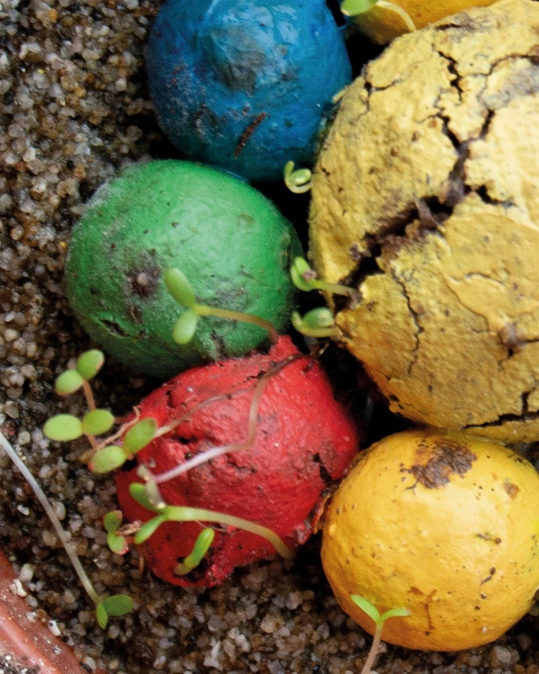 Cada vez que hacemos un lote, ponemos algunas muestras a germinar, para verificar que todo FUNCHIONA. Y sí, ya lo ves, nuestras bombas van cargaditas de brotes. Así que tenemos la oficina llena de plantitas...