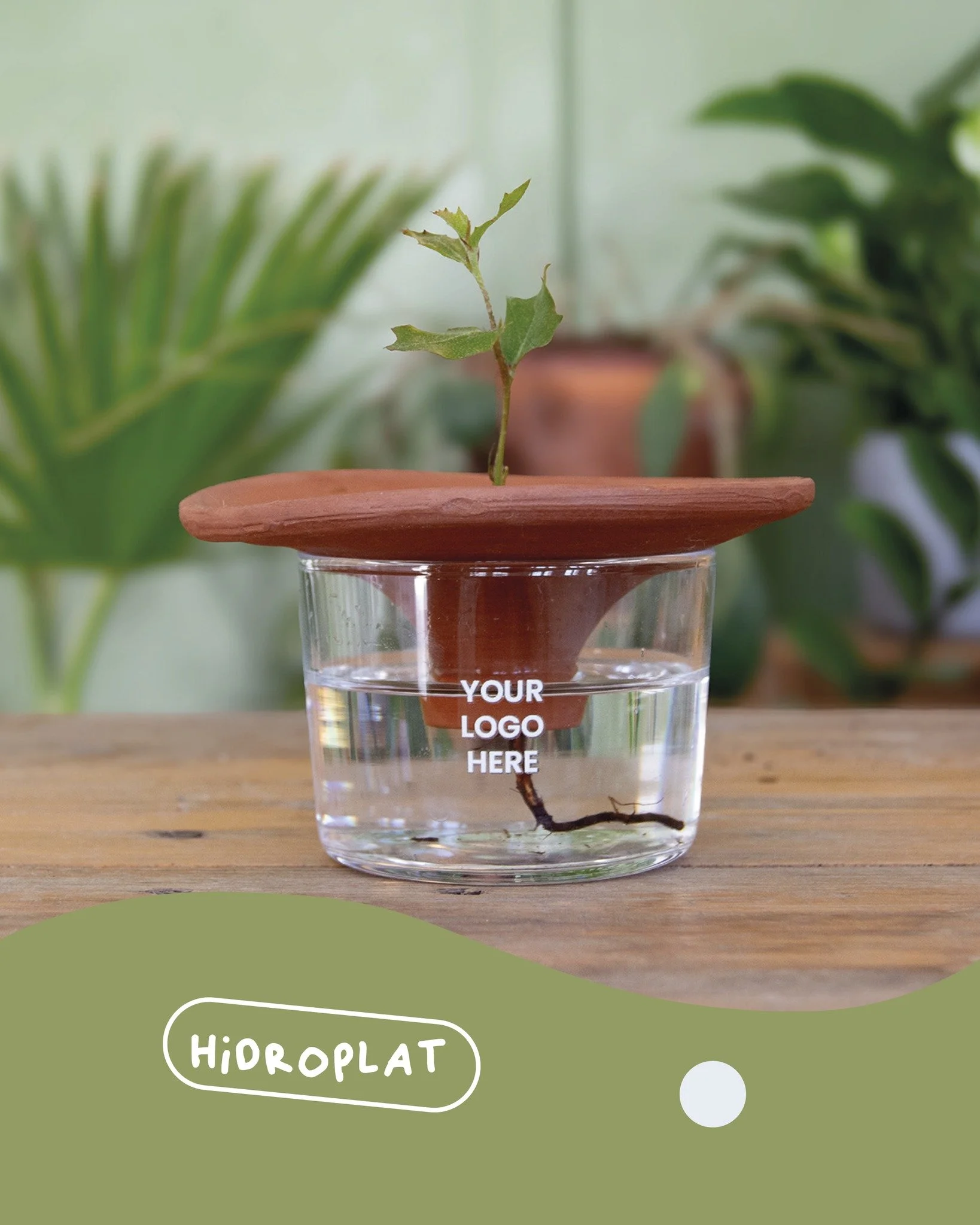 Con los amigos de @nutcreatives este a&ntilde;o nos plantamos con esta novedad: un germinador de bellotas y otras semillas del mont&oacute;n. Para aquellos que quieren tener el bosque en casa. &iquest;C&oacute;mo lo ves?