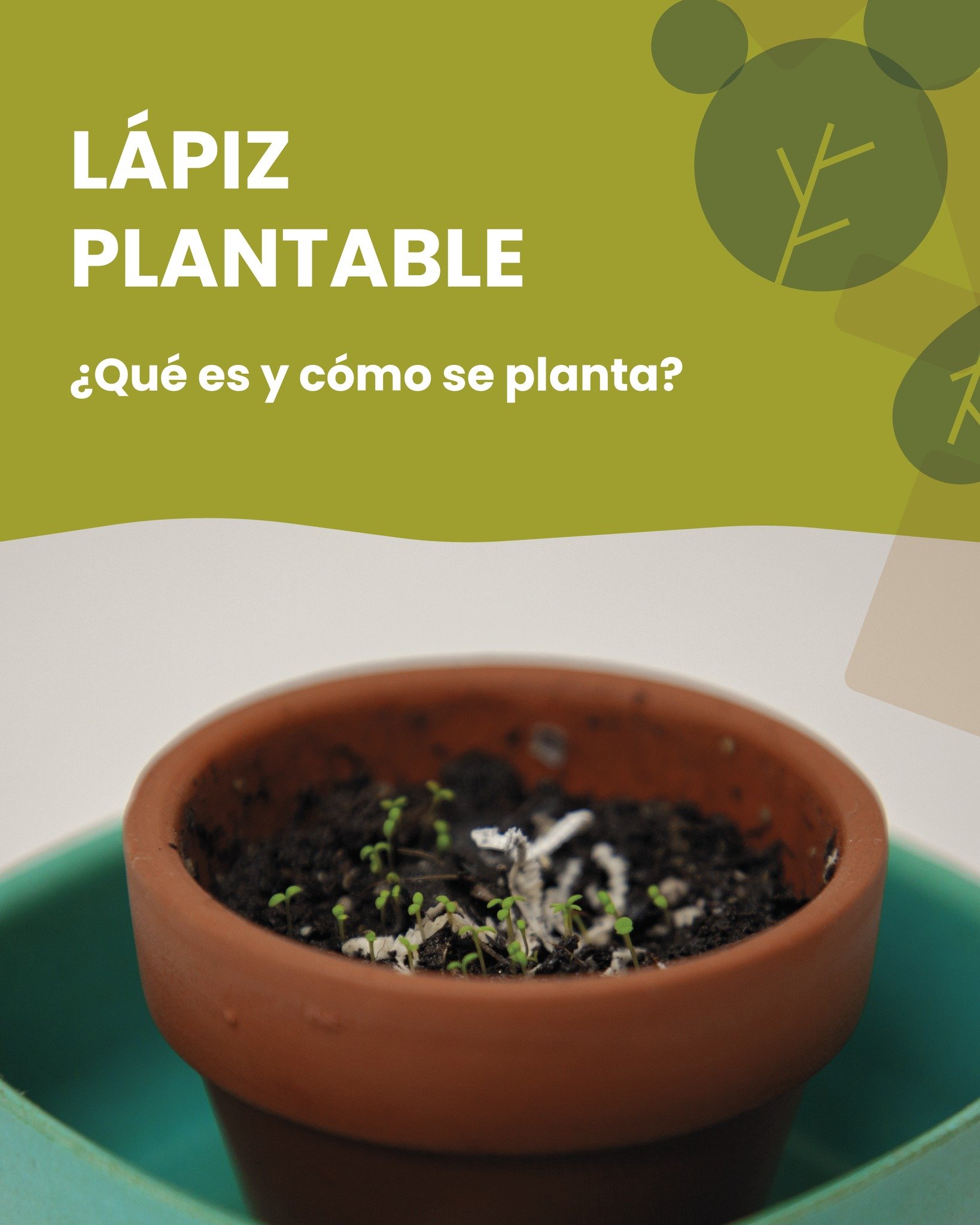 Aqu&iacute; te dejamos las instrucciones de plantaci&oacute;n y el truco del almendruco 💡 para hacer germinar tus l&aacute;pices plantables. 😉🌱

Recuerda que est&aacute;n hechos con papel de peri&oacute;dico reciclado y que se pueden personalizar 