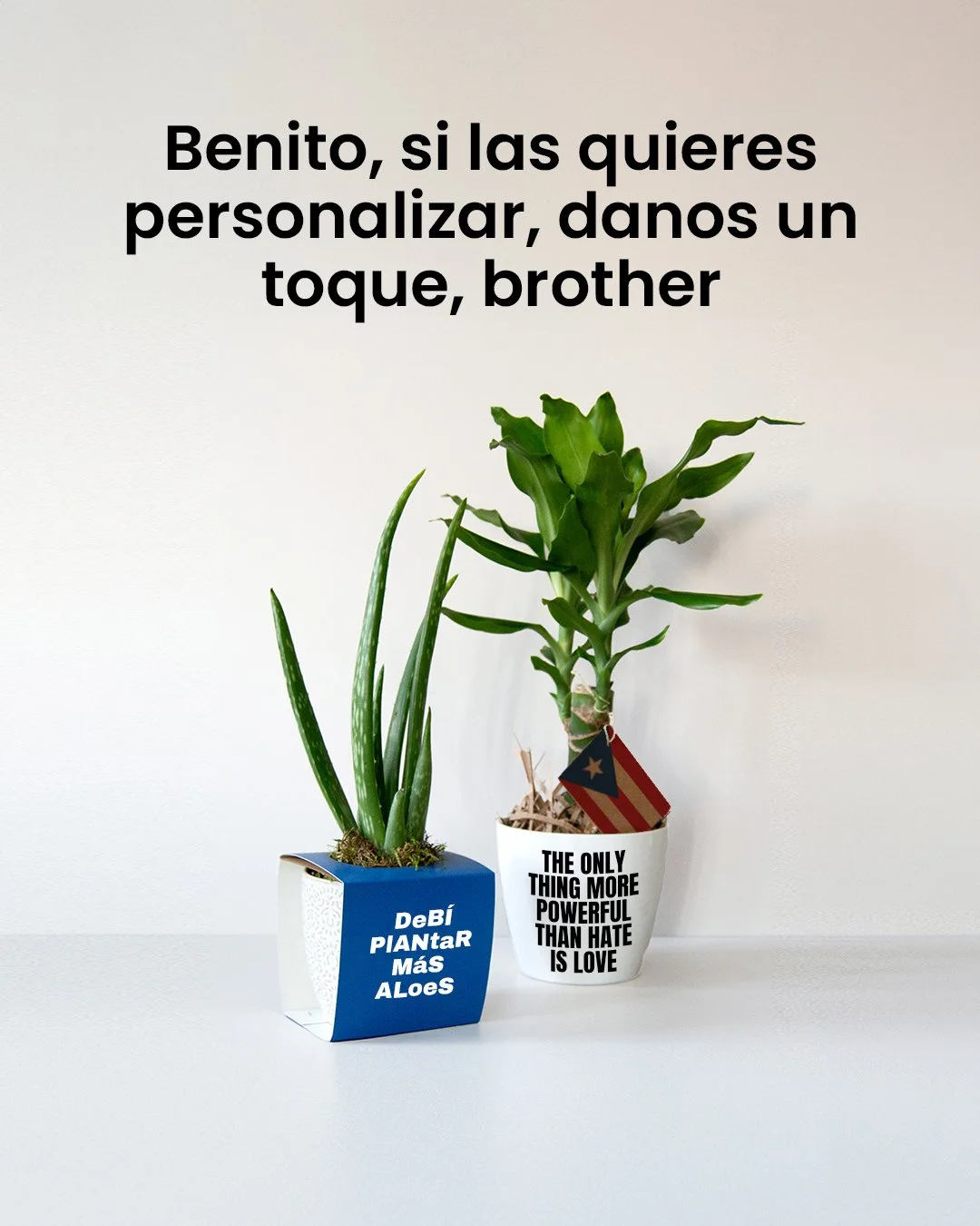 Benito, el half-time fue 🔥, pero &iquest;sab&iacute;as que en Bridepalla podemos personalizar tus plantas al 100%?

✨ Plantas personalizadas para tu Super Bowl Party:
1) Elige la planta perfecta.
2) Personal&iacute;zala con nombre, colores, mensaje 