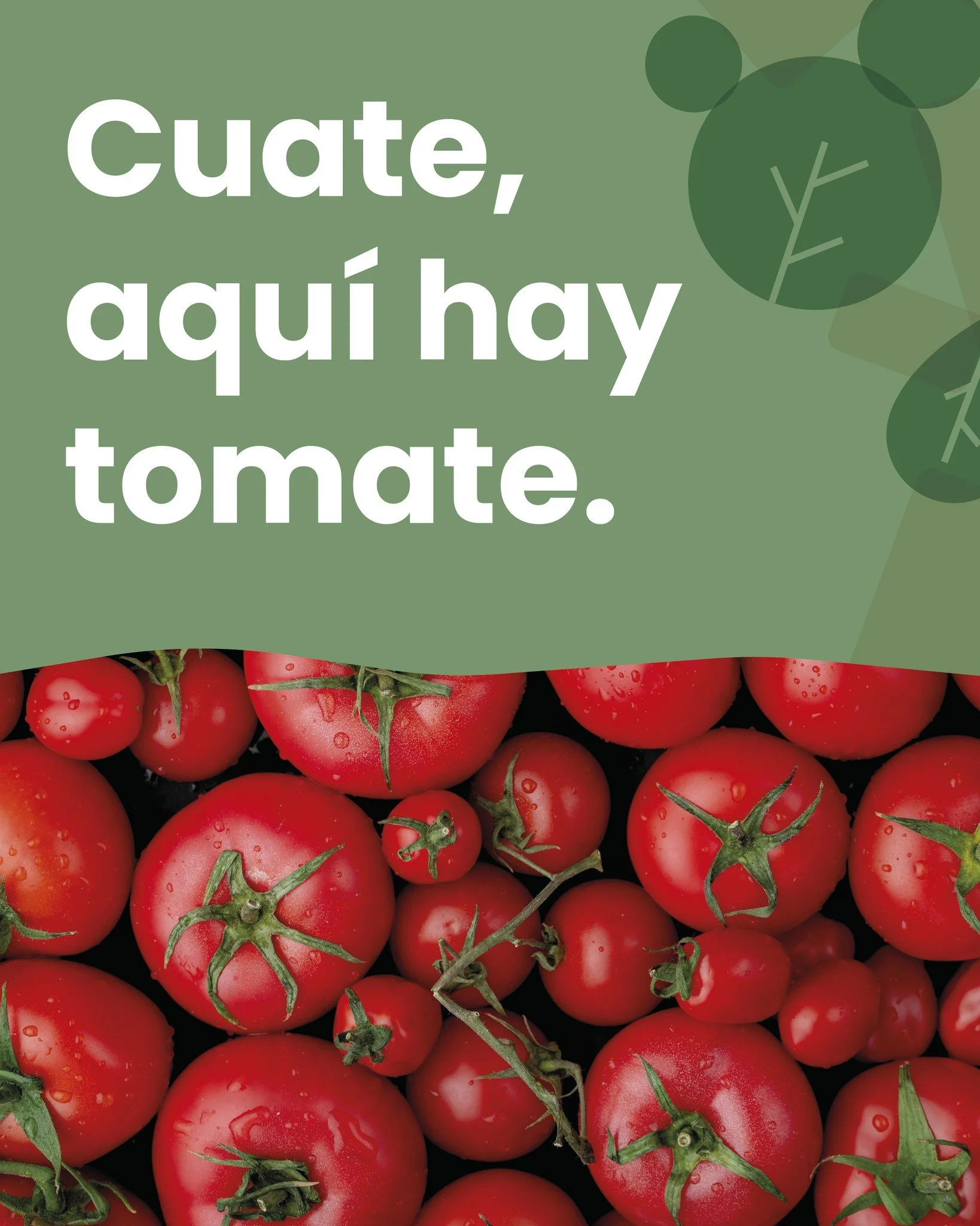 🍅✨ &iquest;Sab&iacute;as que el tomate tiene m&aacute;s drama que una telenovela?

Viaj&oacute; de continente en continente, fue acusado de ser venenoso, conquist&oacute; cocinas&hellip; &iexcl;y ahora es el rey de nuestras mesas! 👑 Si crees que so