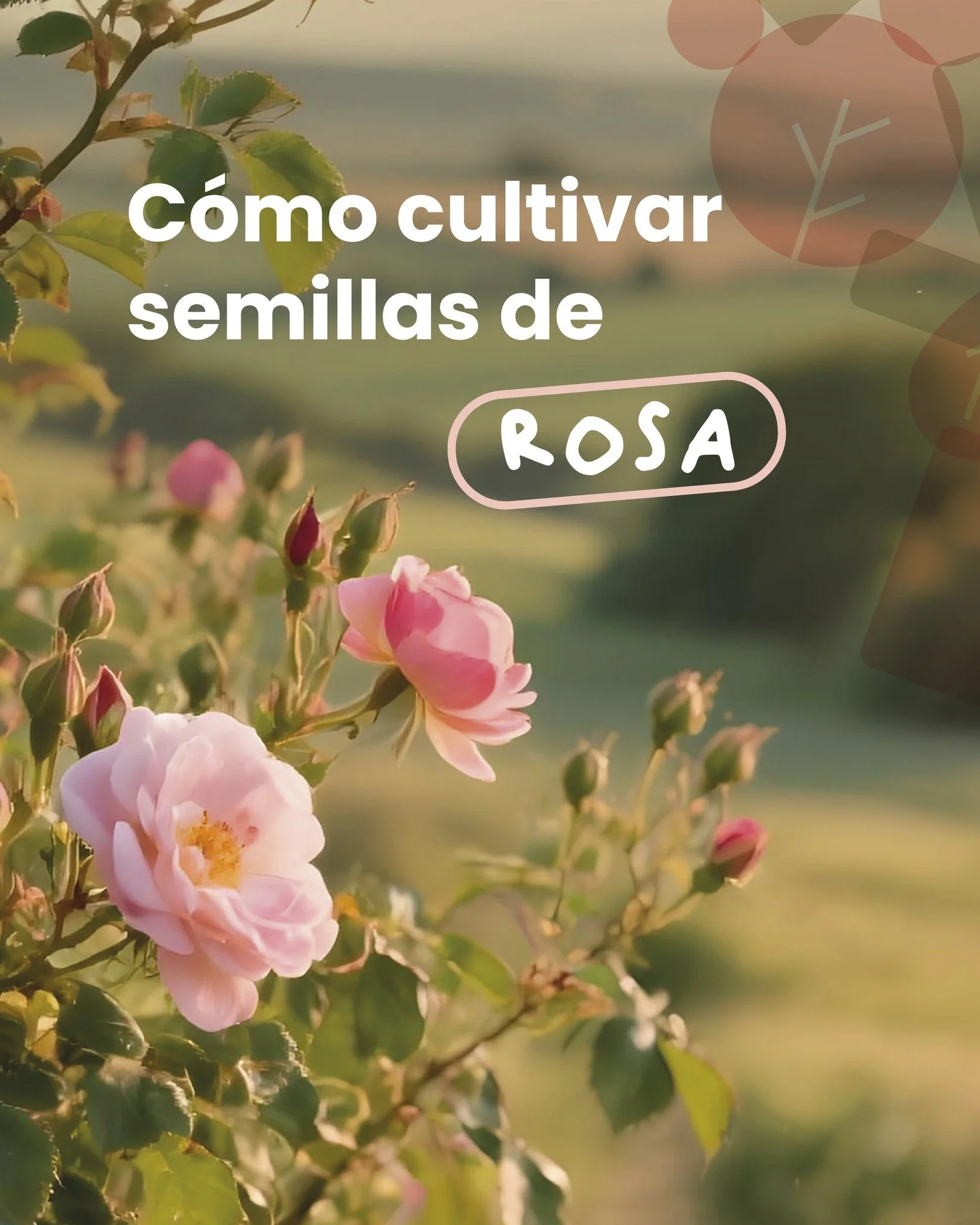 &iquest;Sab&iacute;as que puedes cultivar tus propias rosas? 🌹✨

Te compartimos consejos pr&aacute;cticos y sencillos para lograr una germinaci&oacute;n exitosa: desde la preparaci&oacute;n de las semillas hasta los cuidados clave en sus primeras et