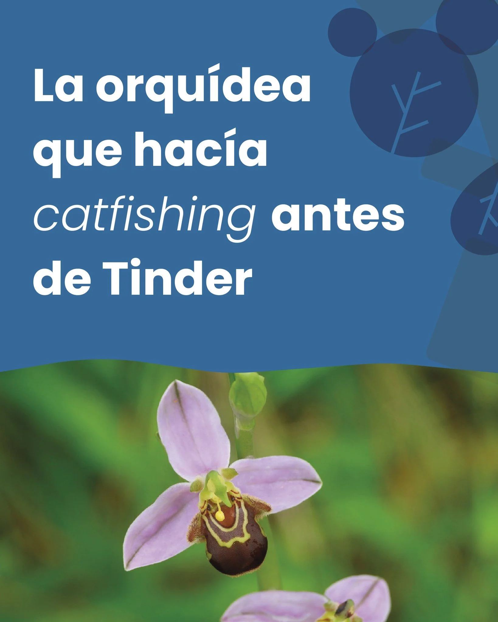 La Ophrys apifera descubri&oacute; el catfishing mucho antes que Tinder: imita el aspecto y el olor de una hembra de insecto para enga&ntilde;ar a los machos y llenarlos de polen.
La naturaleza lleva millones de a&ntilde;os demostrando que el deseo e