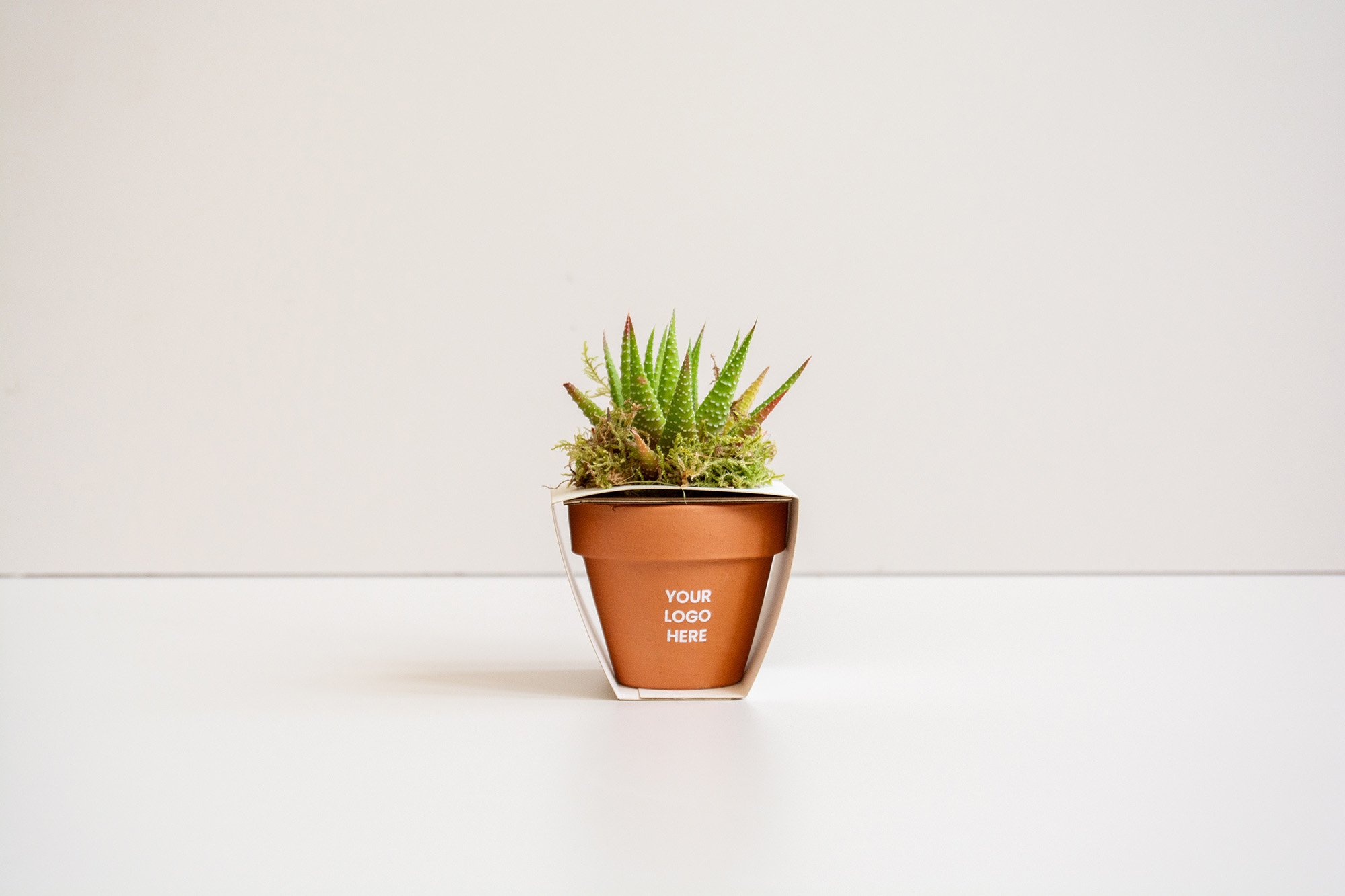 cactus zero_terracota_blanco_4_web.jpg