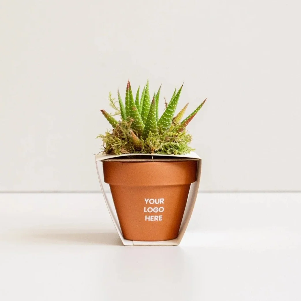 cactus zero_terracota_blanco_4_web.jpg