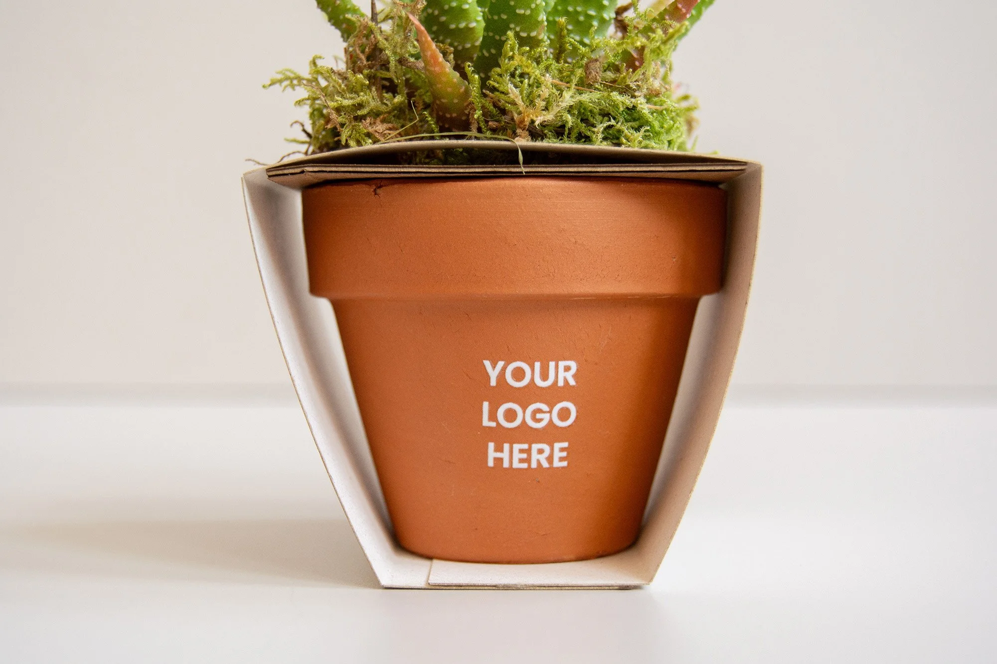 cactus zero_terracota_blanco_6_web.jpg