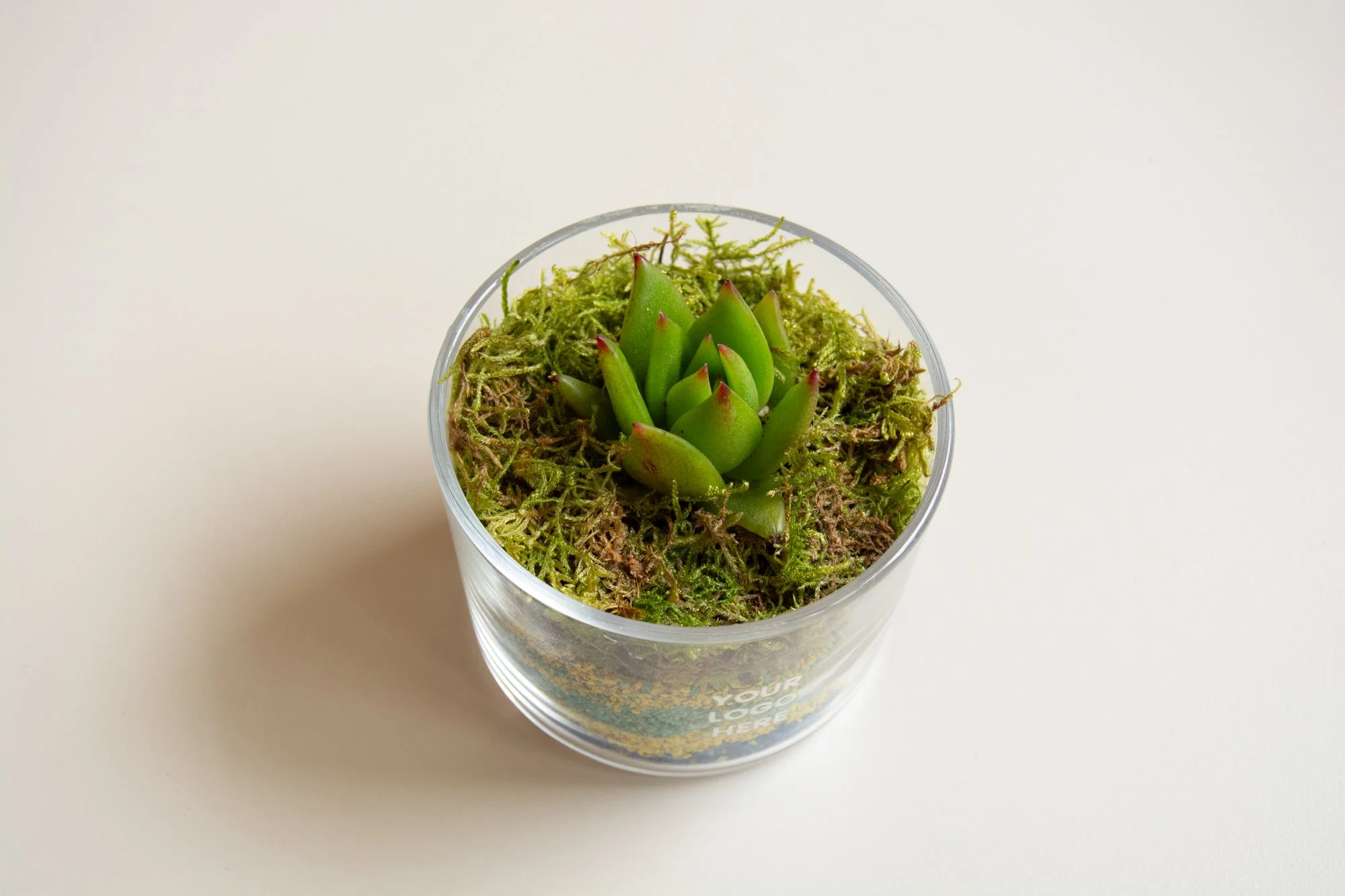 Terrari zurito_YLH_2.jpg