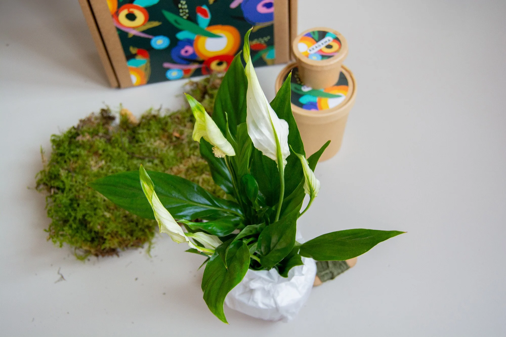 kit kokedama_7_web.jpg