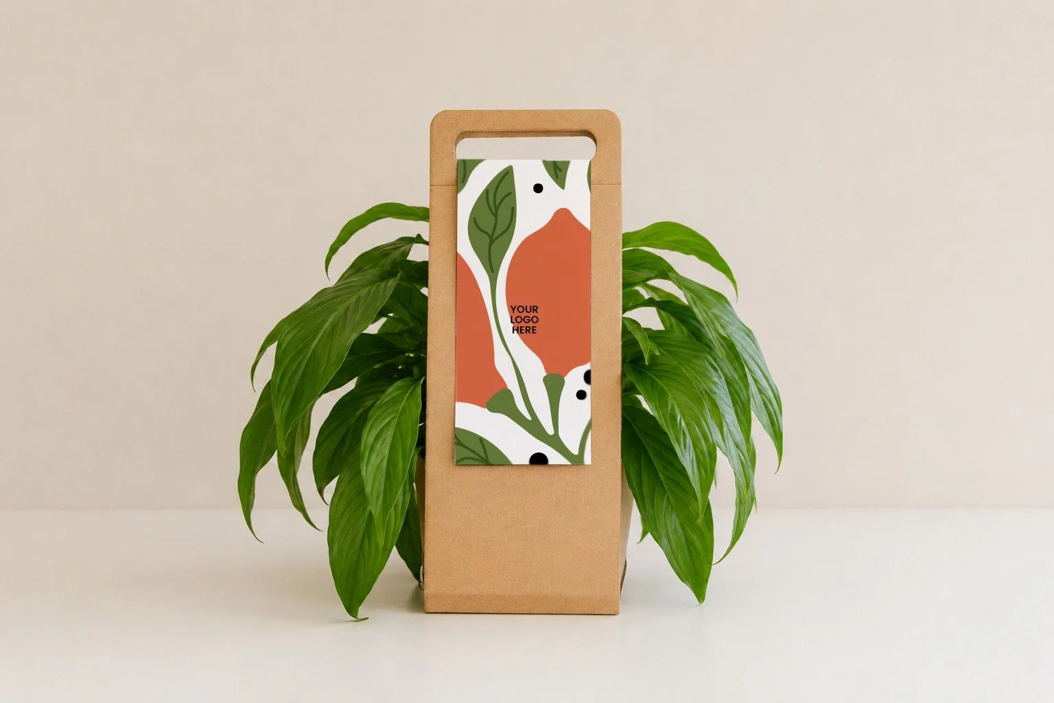 Pequeña planta de suculenta en una maceta de cristal con musgo decorativo y sobre fondo neutro.