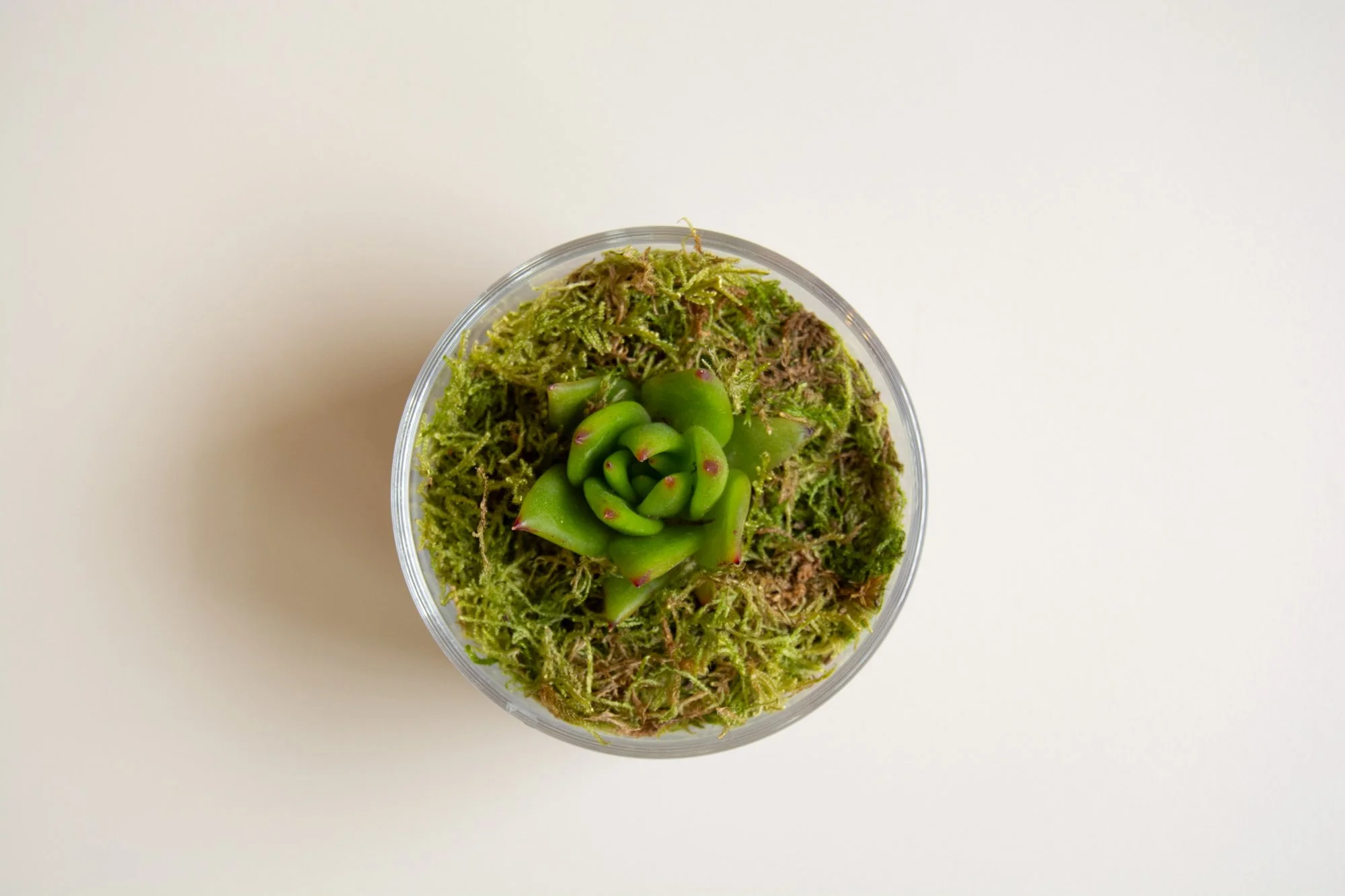 Terrari zurito_YLH_5.jpg