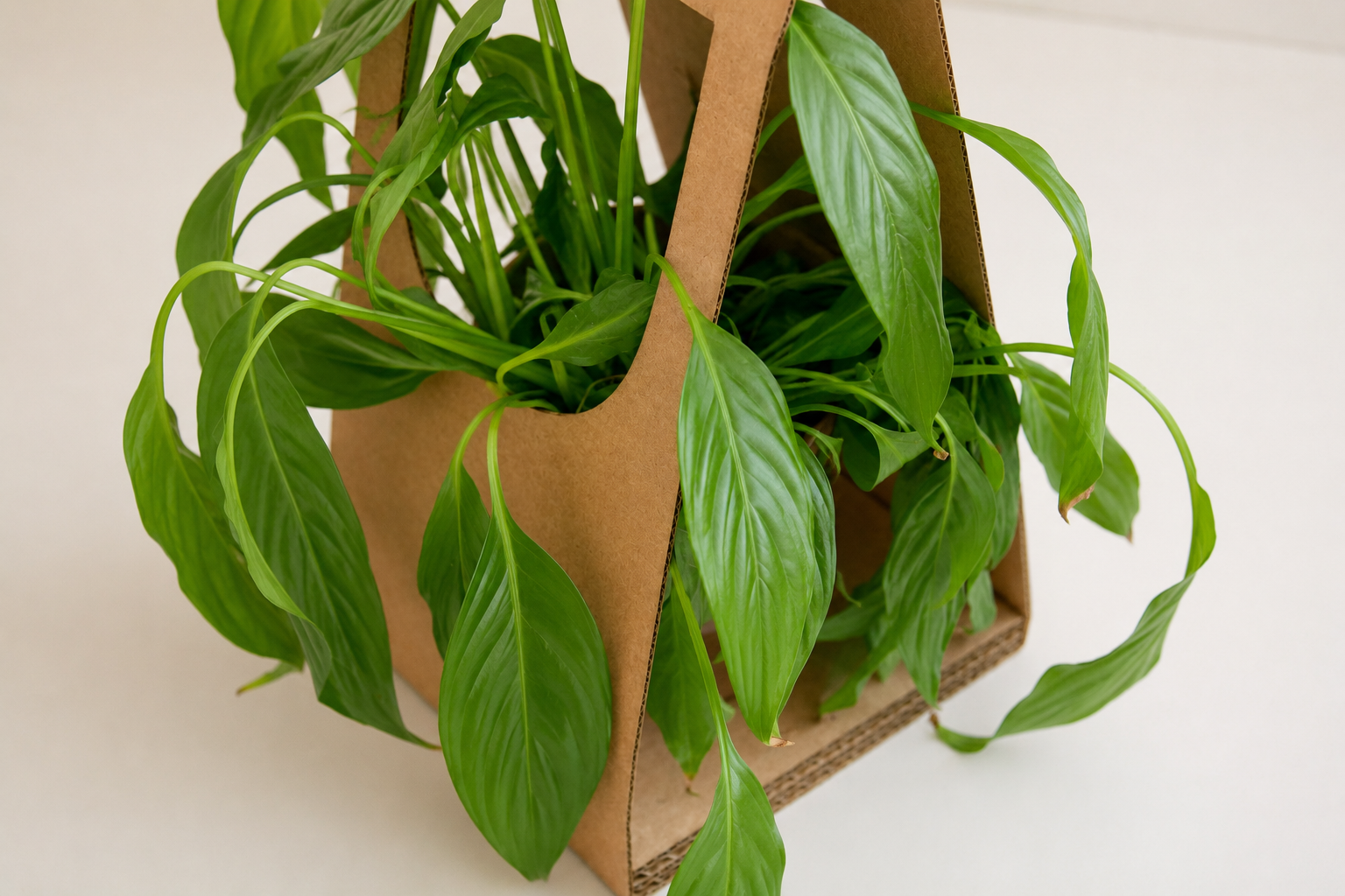 Primer plano de una planta suculenta verde en un recipiente de vidrio, rodeada de musgo, y sobre fondo neutro.