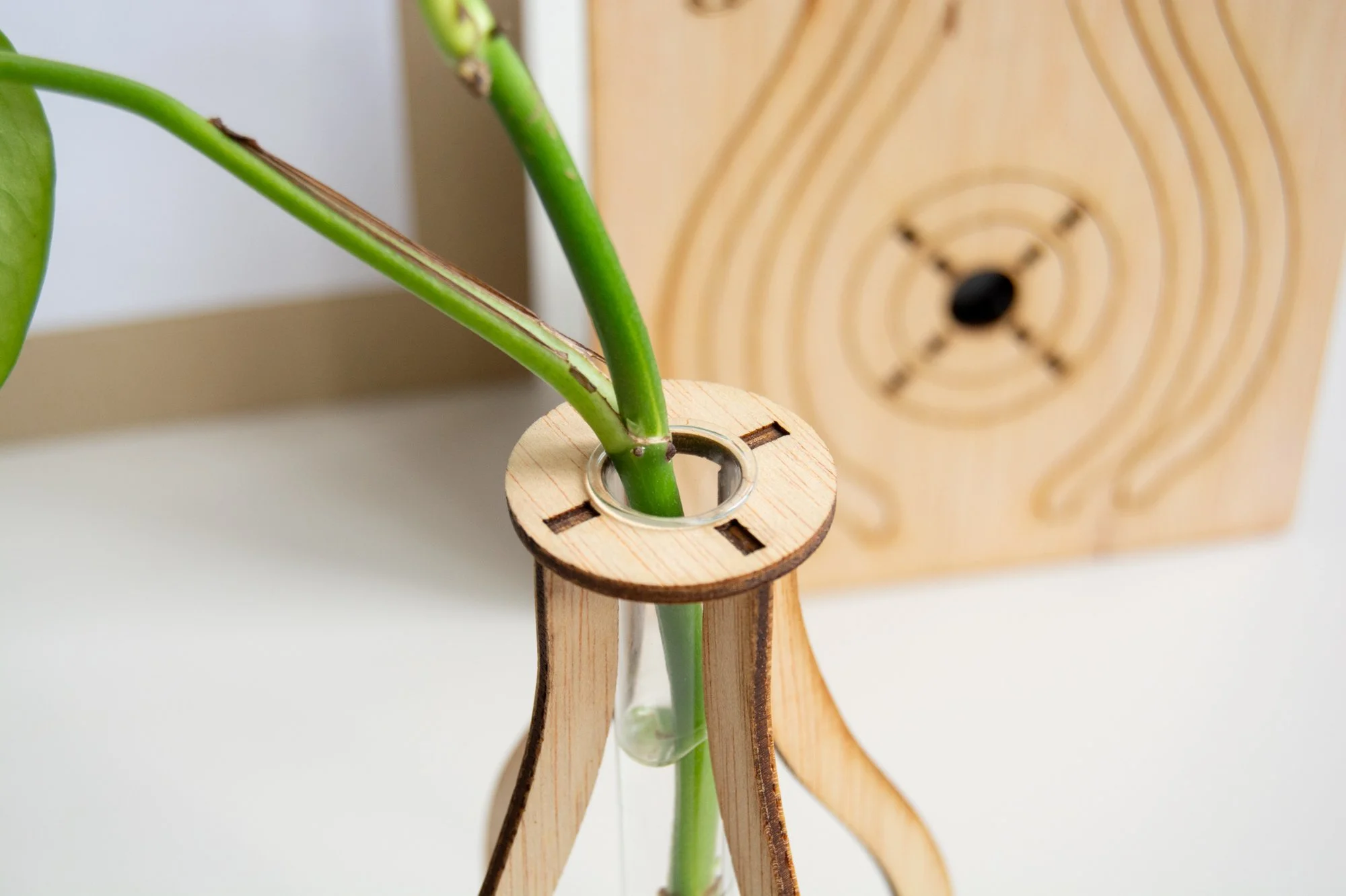 Kit esqueje_blanco_4.jpg