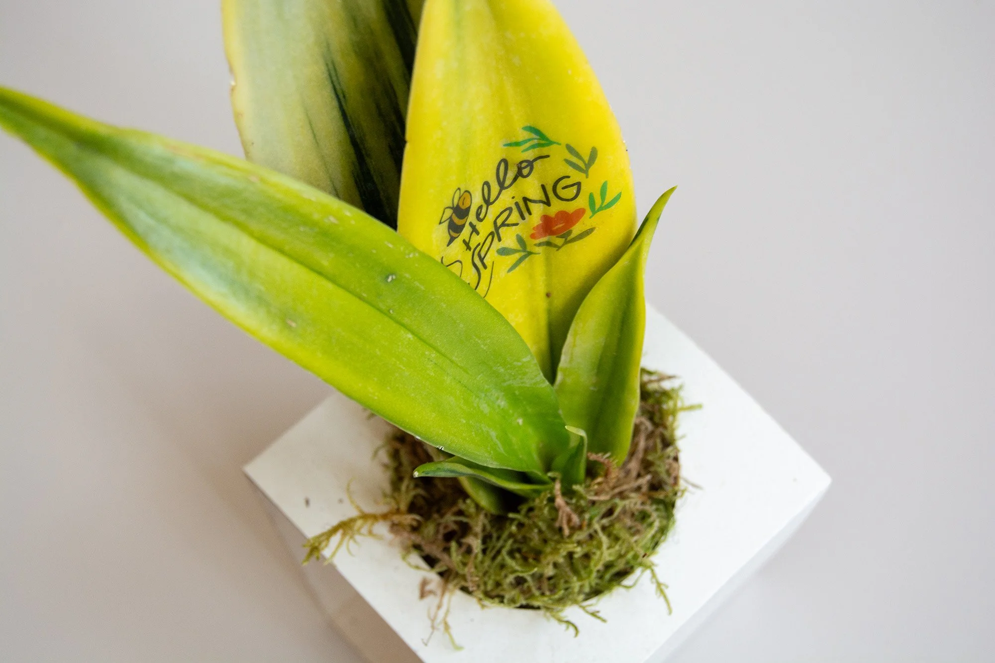 Tattoo_Sansevieria_blanco_6_web.jpg