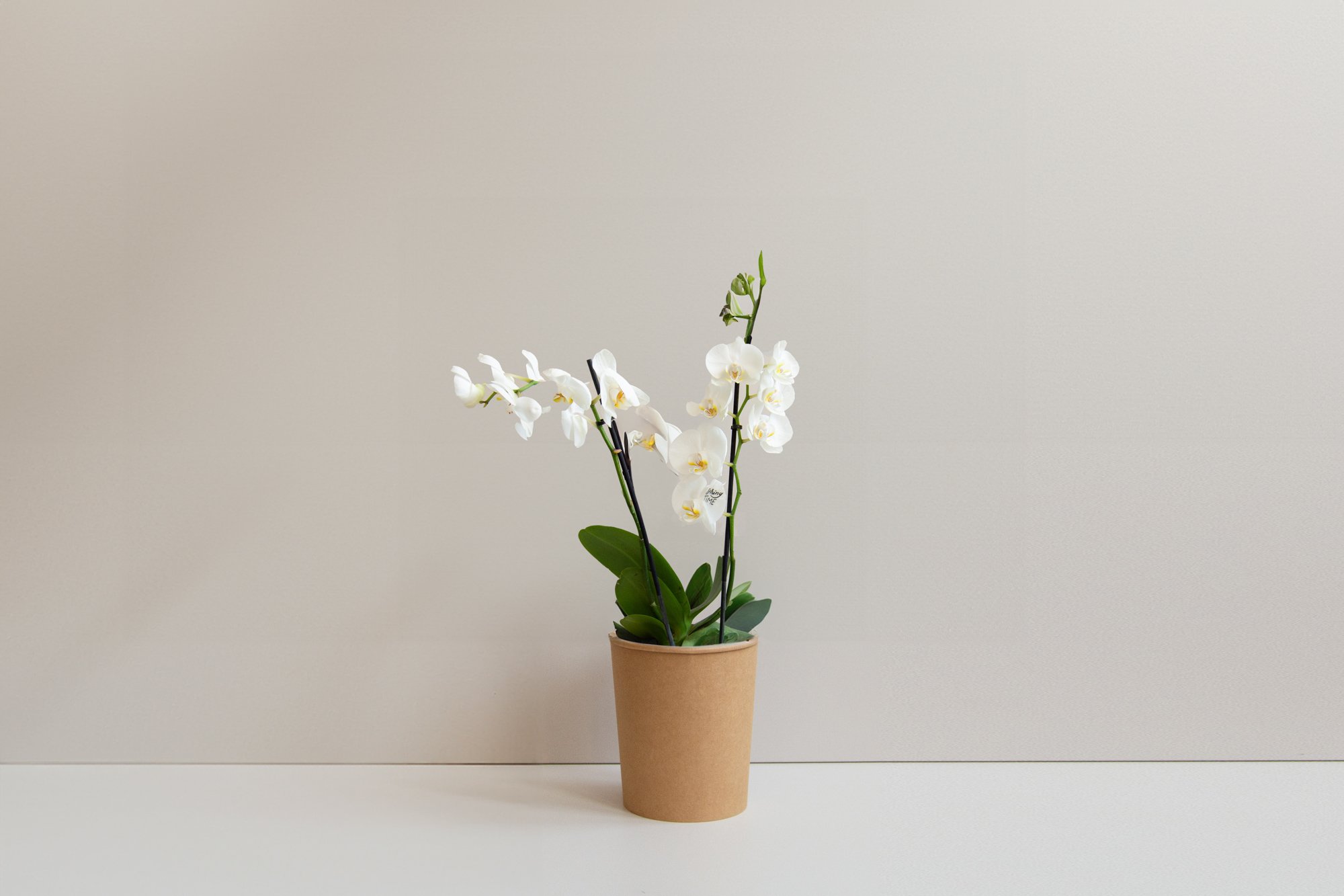 Tattoo_orquídea mini_YLH_1.jpg