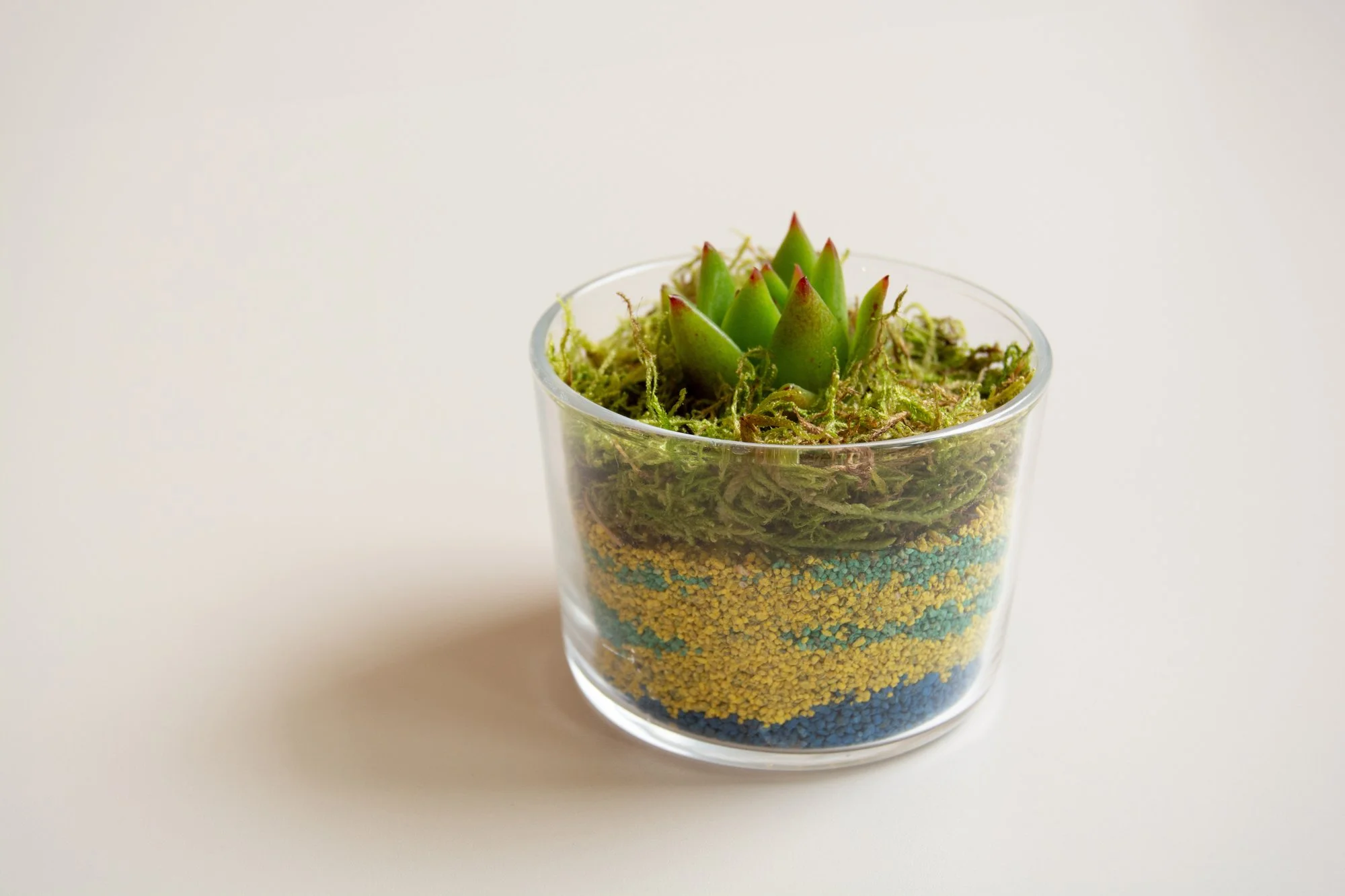 Terrari zurito_YLH_3.jpg