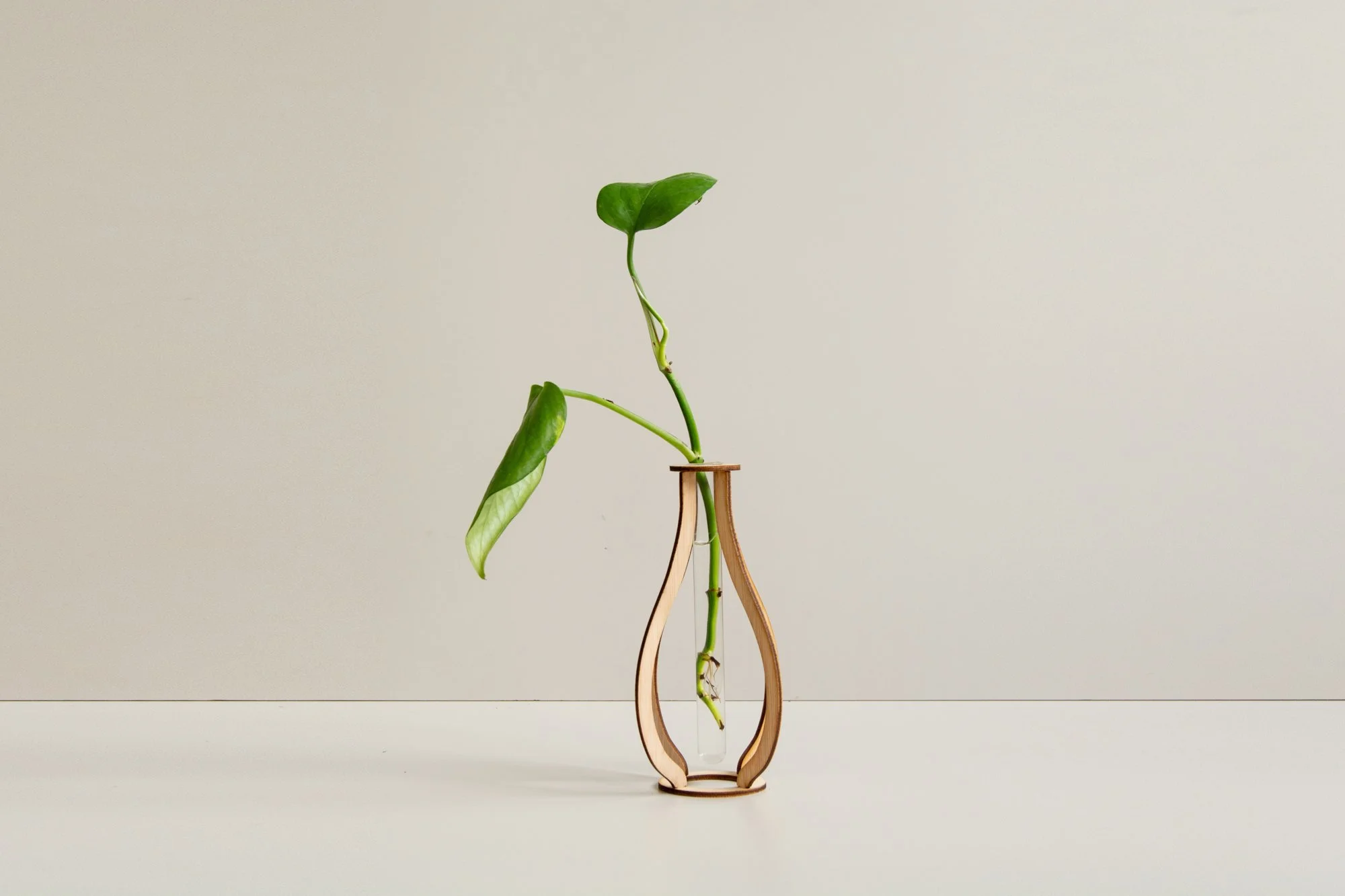 Kit esqueje_blanco_7.jpg