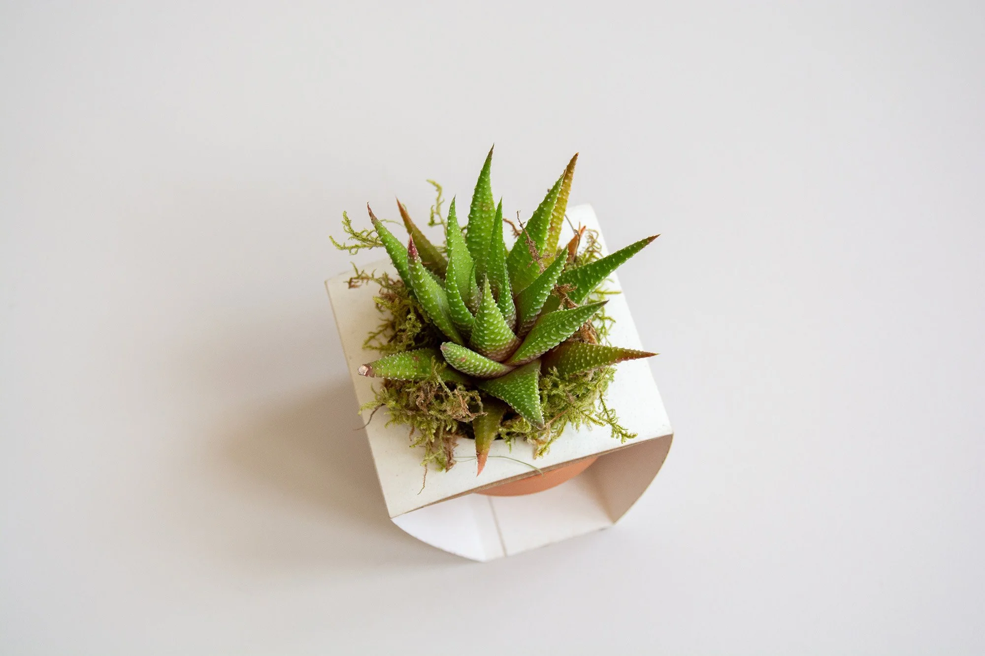 cactus zero_terracota_blanco_5_web.jpg