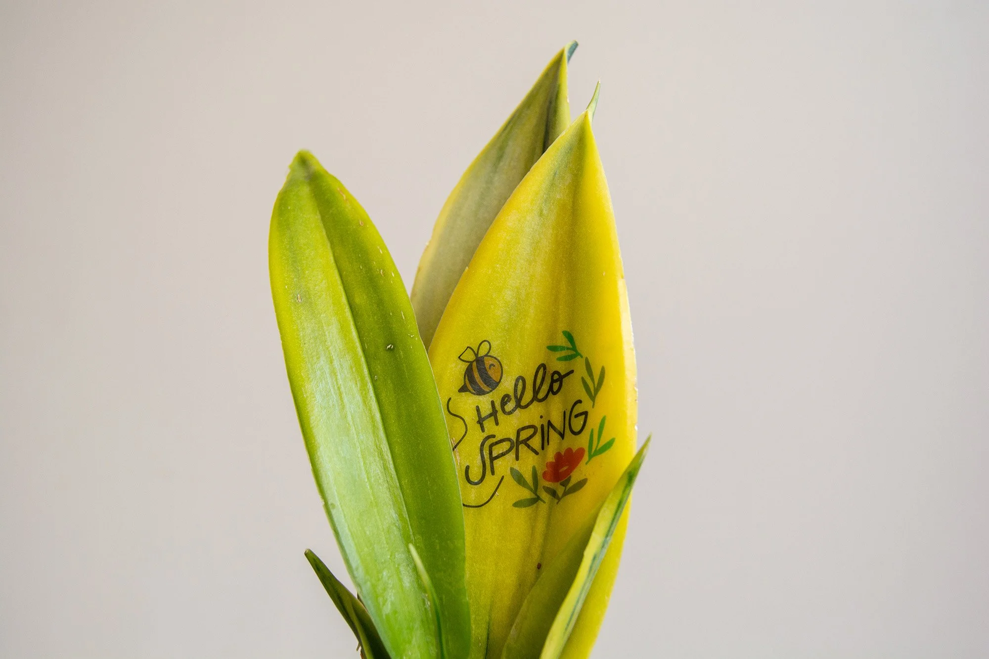 Tattoo_Sansevieria_blanco_4_web.jpg